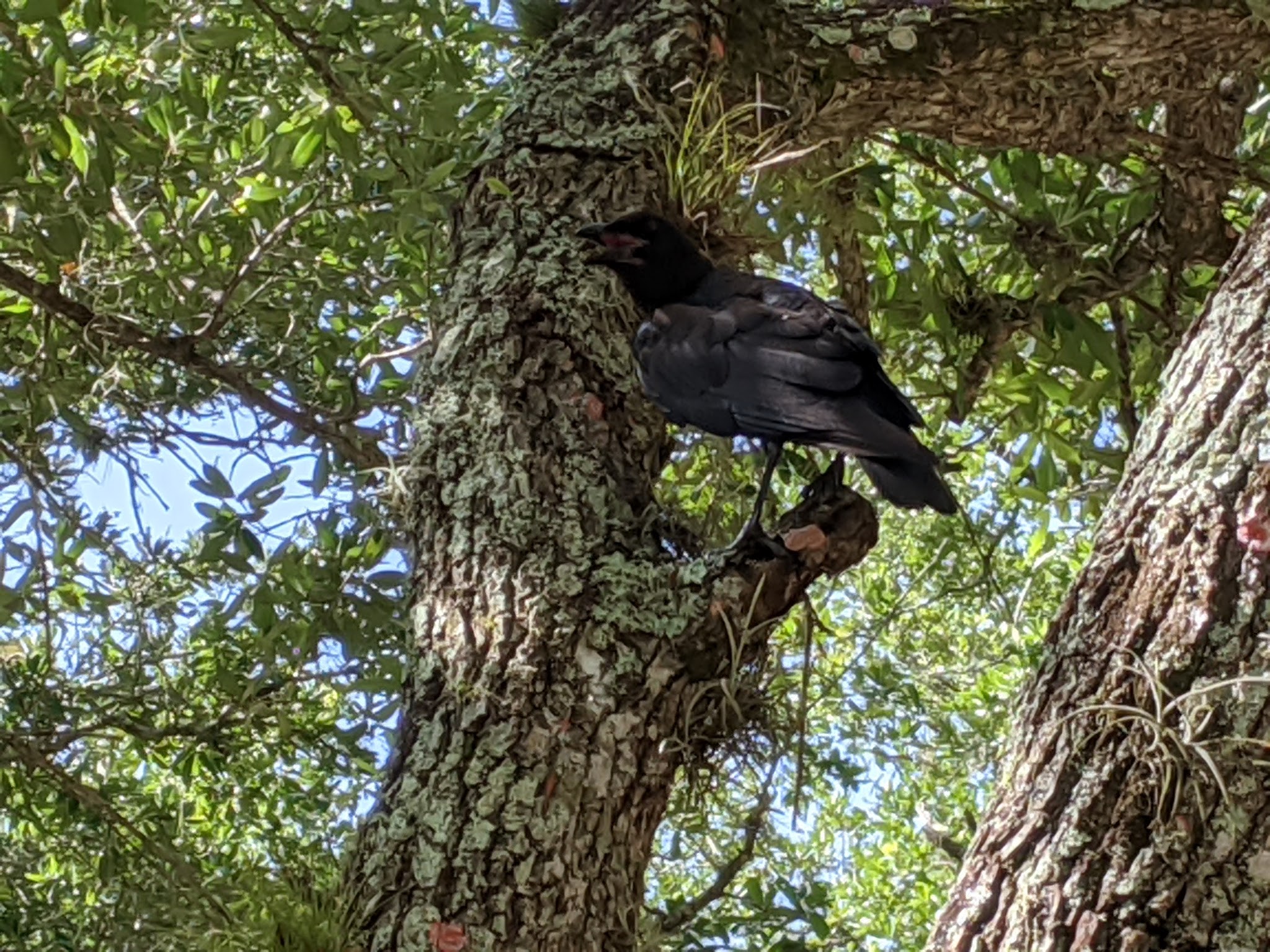 Kissimmee Prairie Preserve State Park Campground
