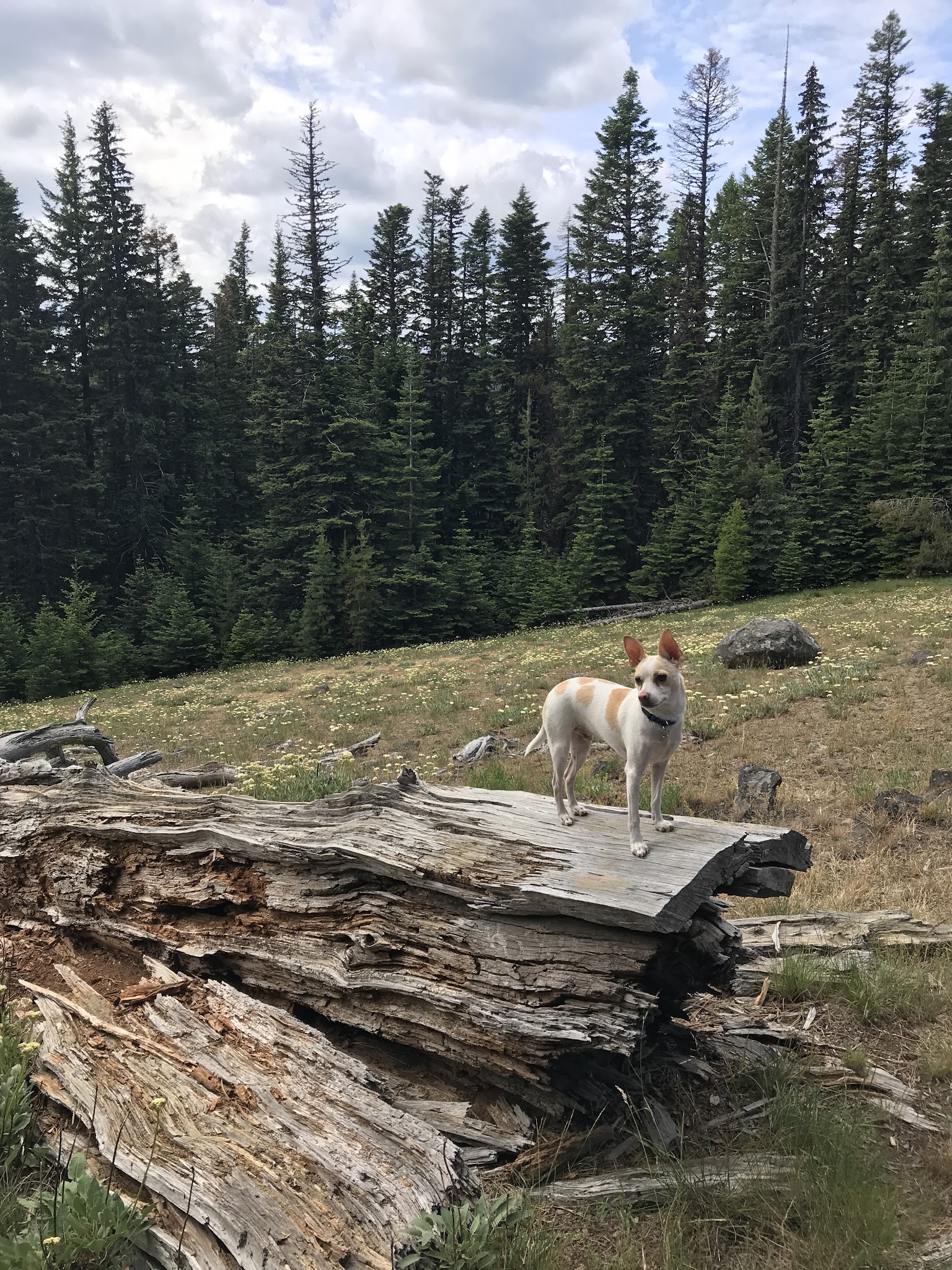 Knebal Springs Campground/Day Use