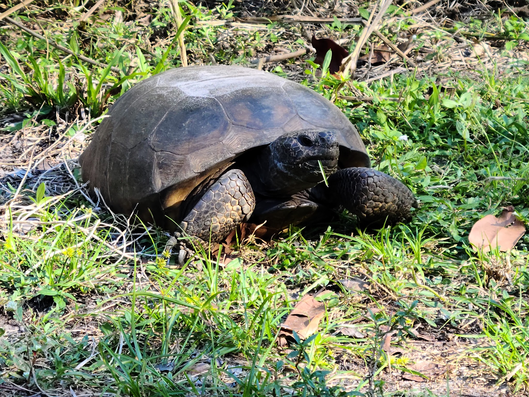 Koreshan State Park Campground