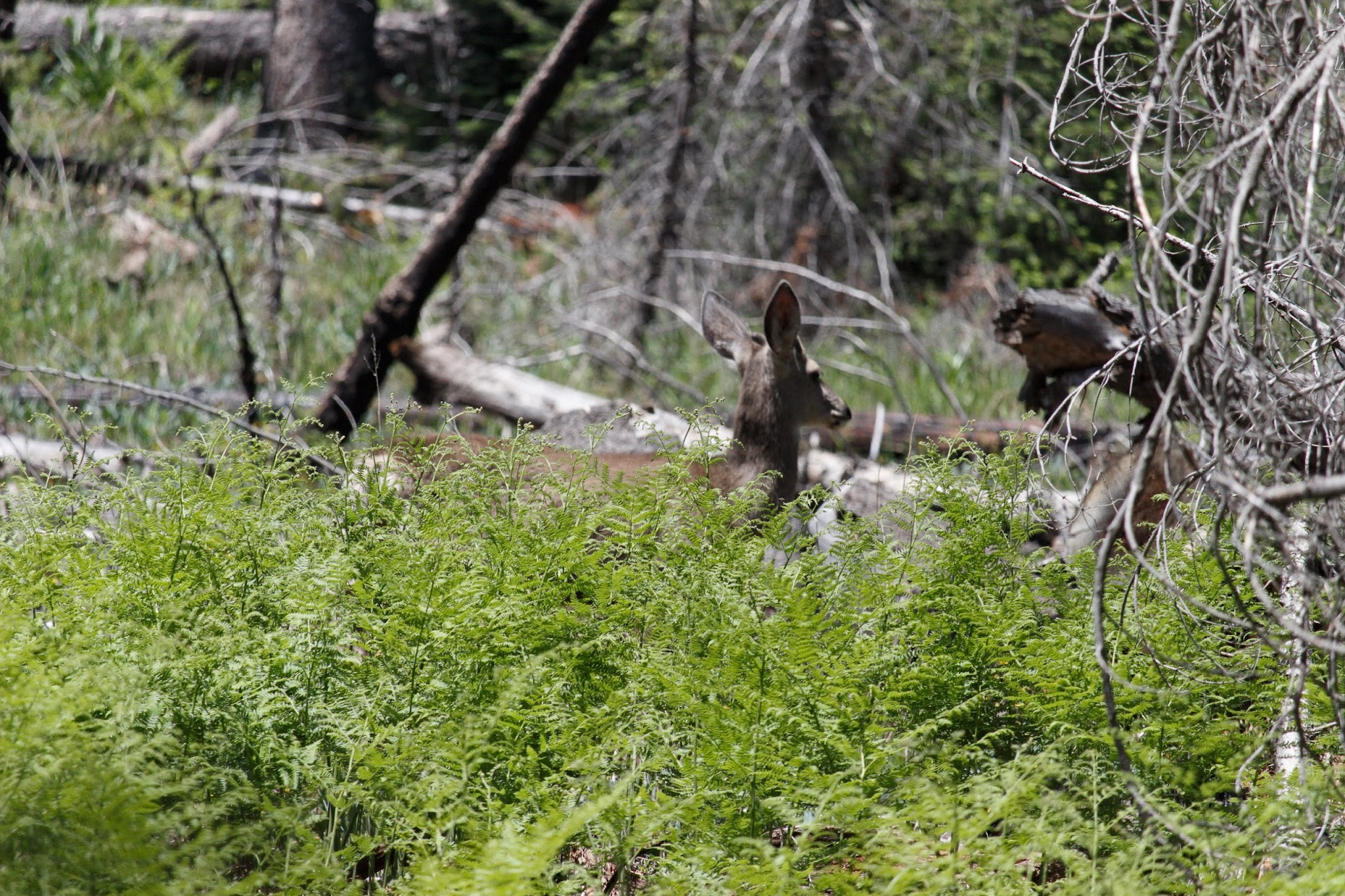Kp Cienega Campground