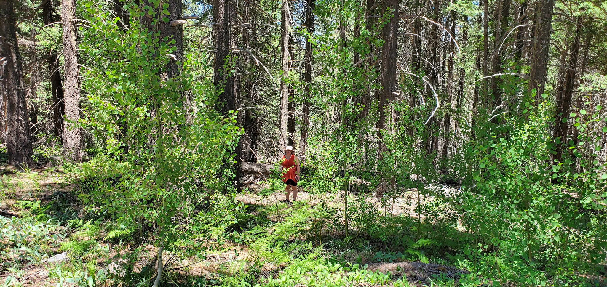 Kp Cienega Campground