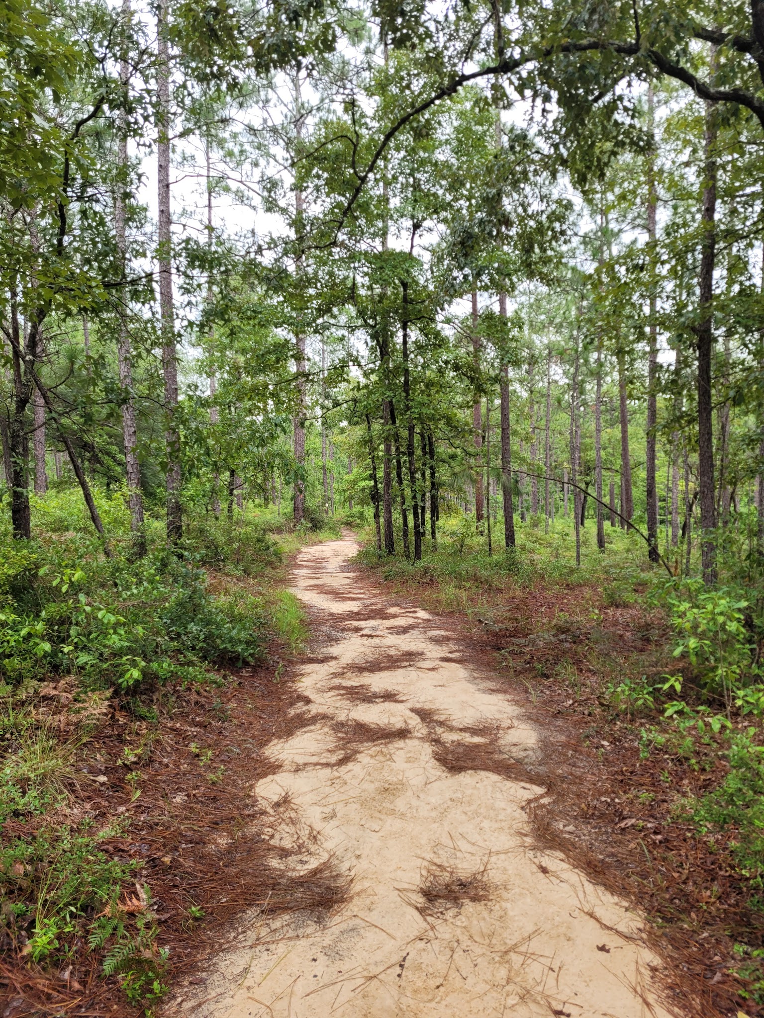 Krul Campground Blackwater River State Forest