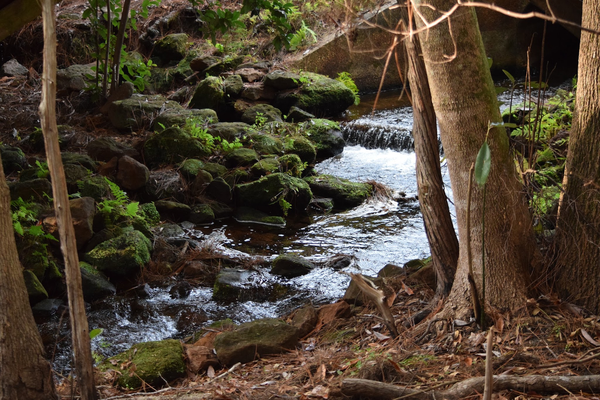 Krul Campground Blackwater River State Forest