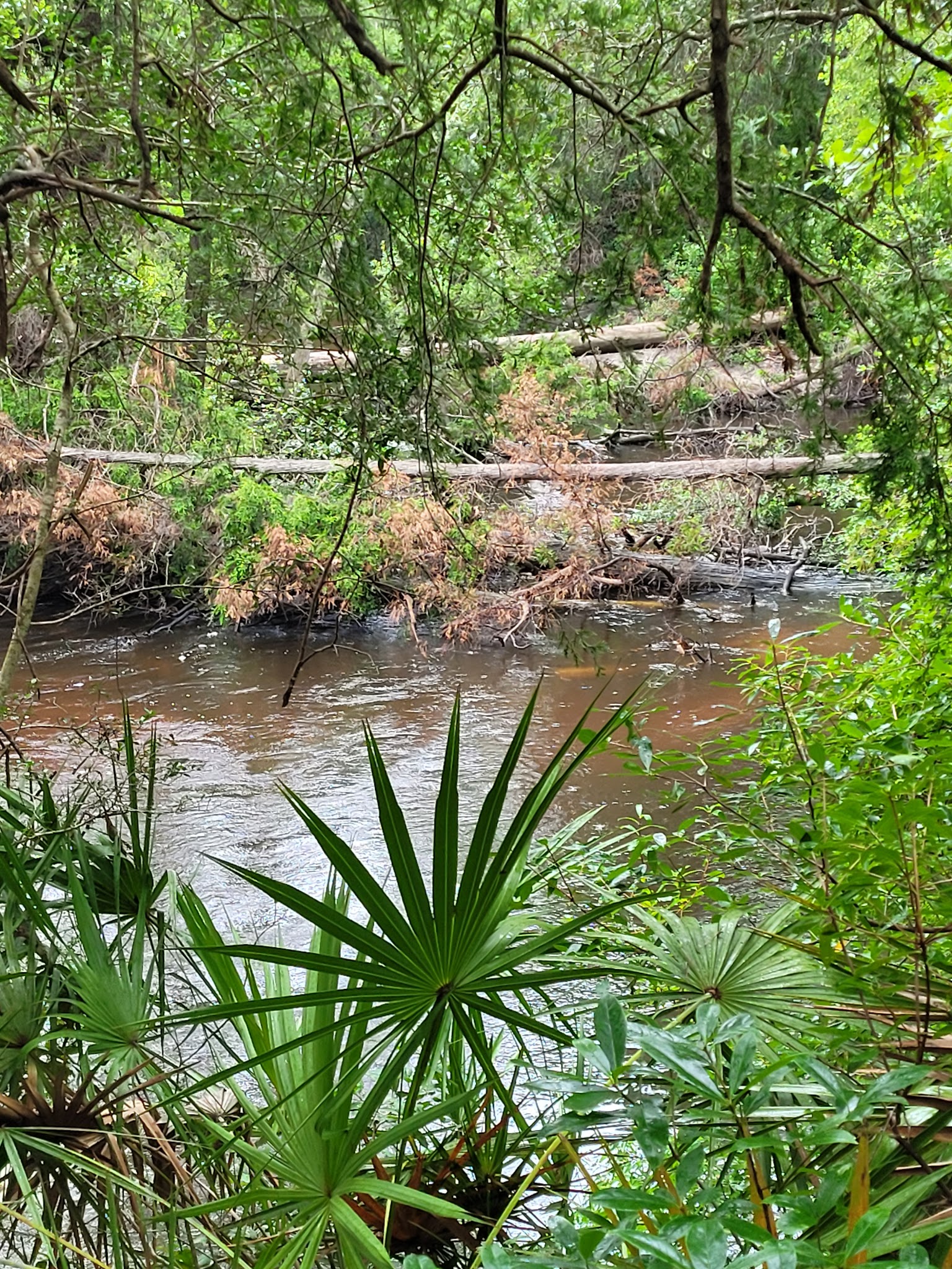 Krul Campground Blackwater River State Forest