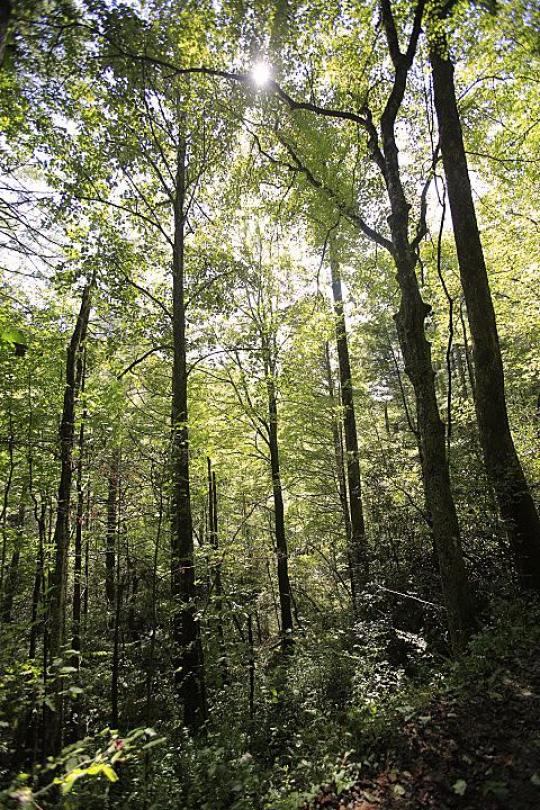 Kuykendall Group Camp