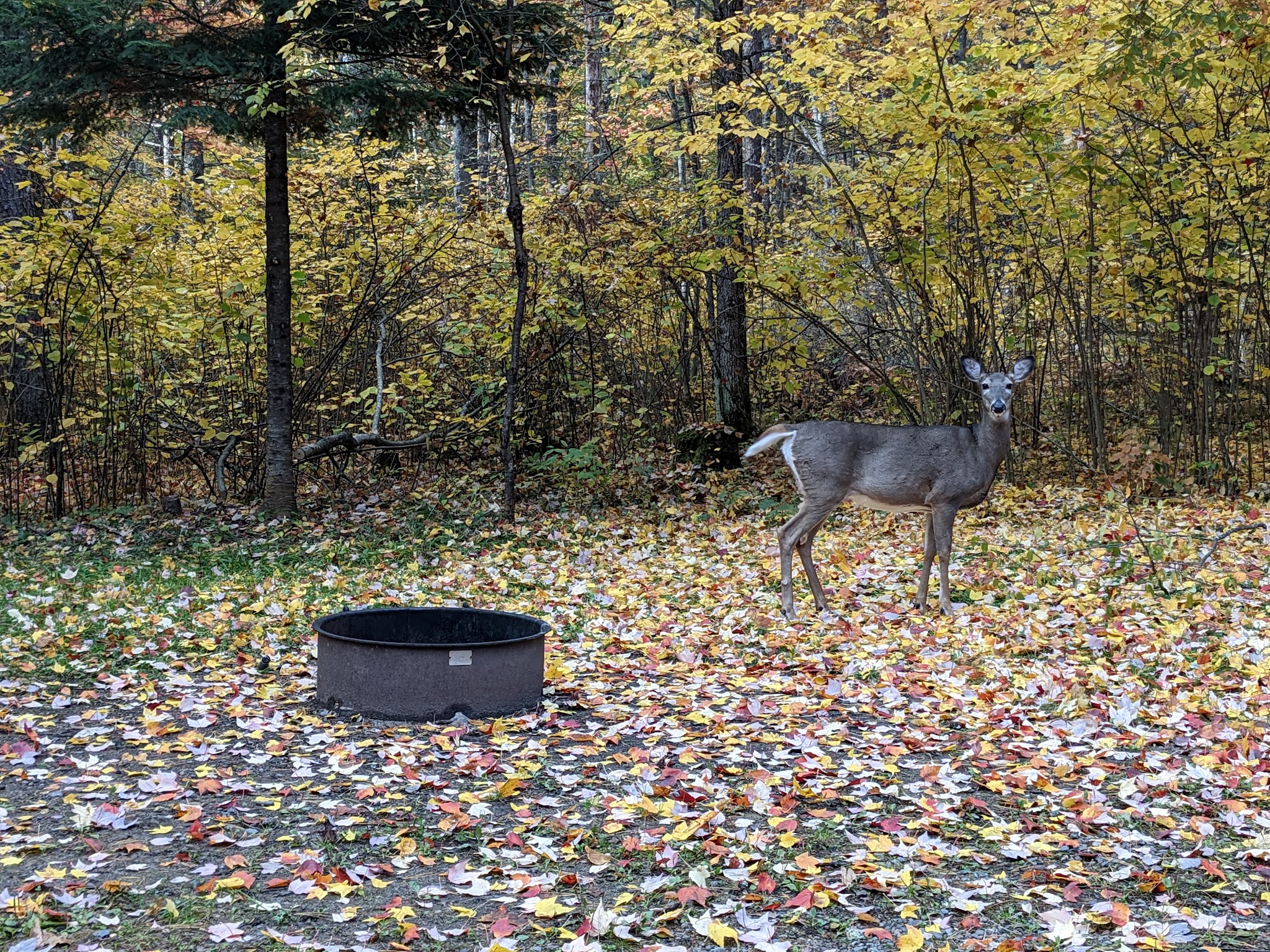 Lac Vieux Desert Recreation Area