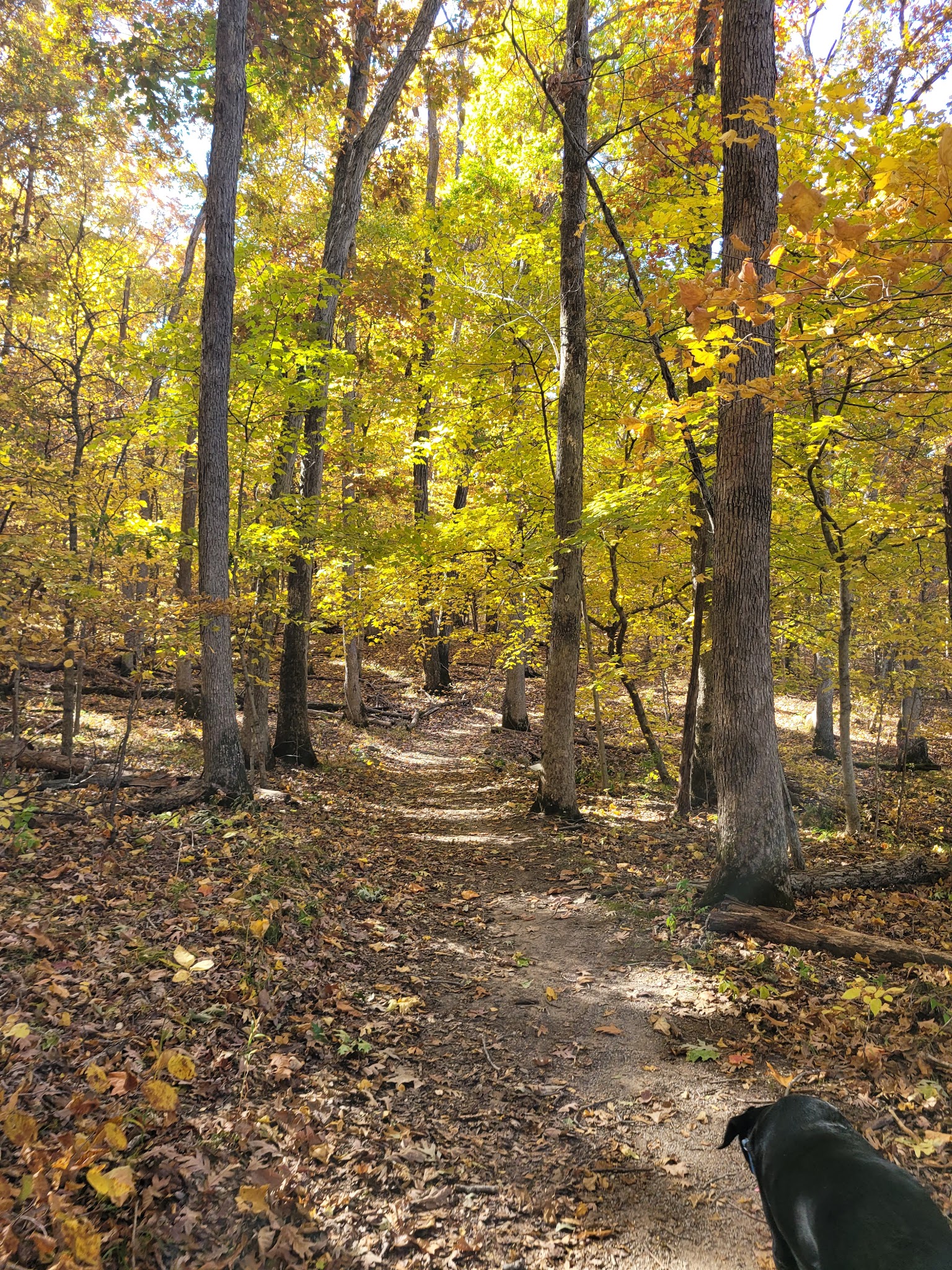 Lacey-Keosauqua State Park