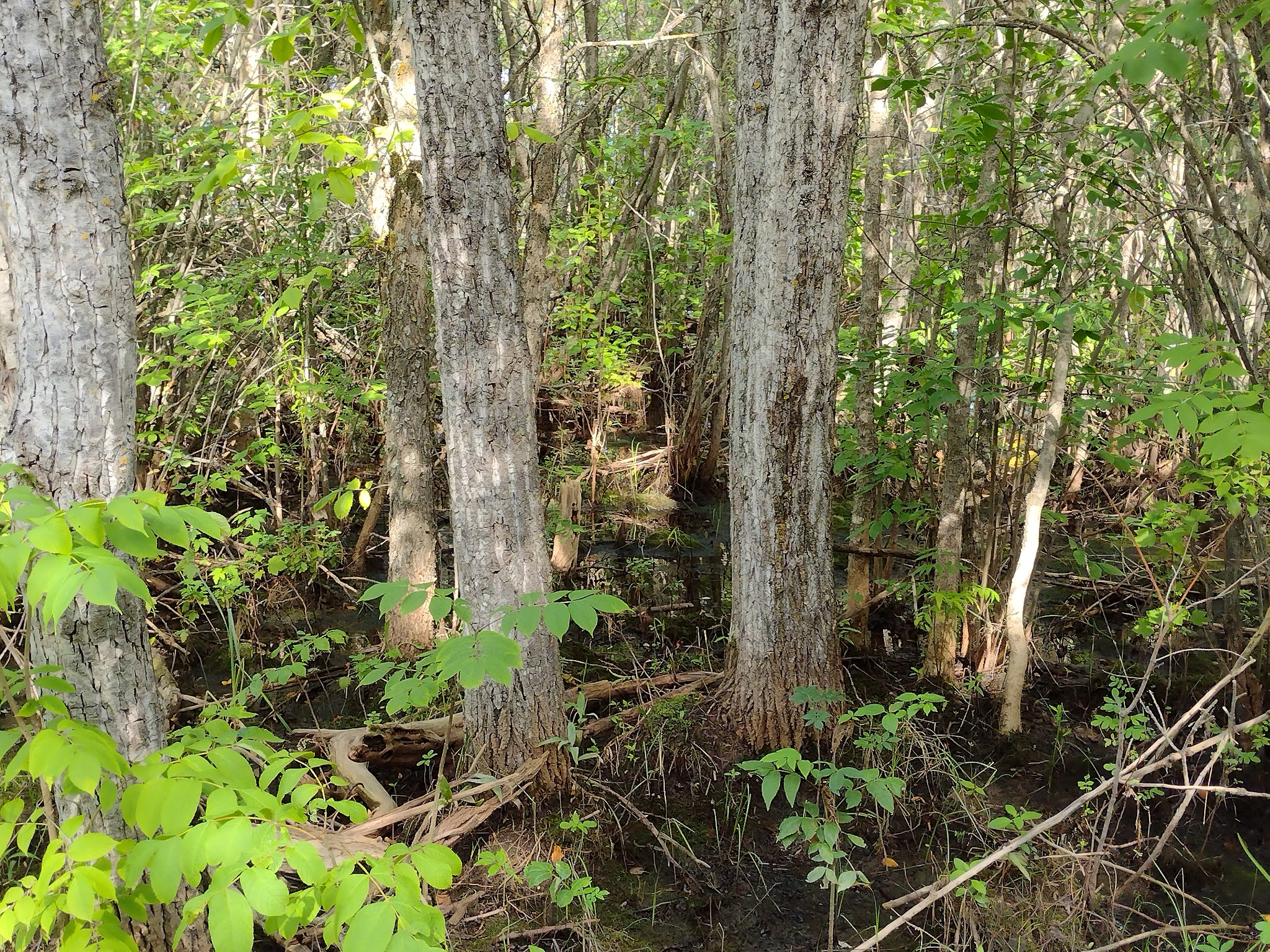 Lady'S Slipper Campground