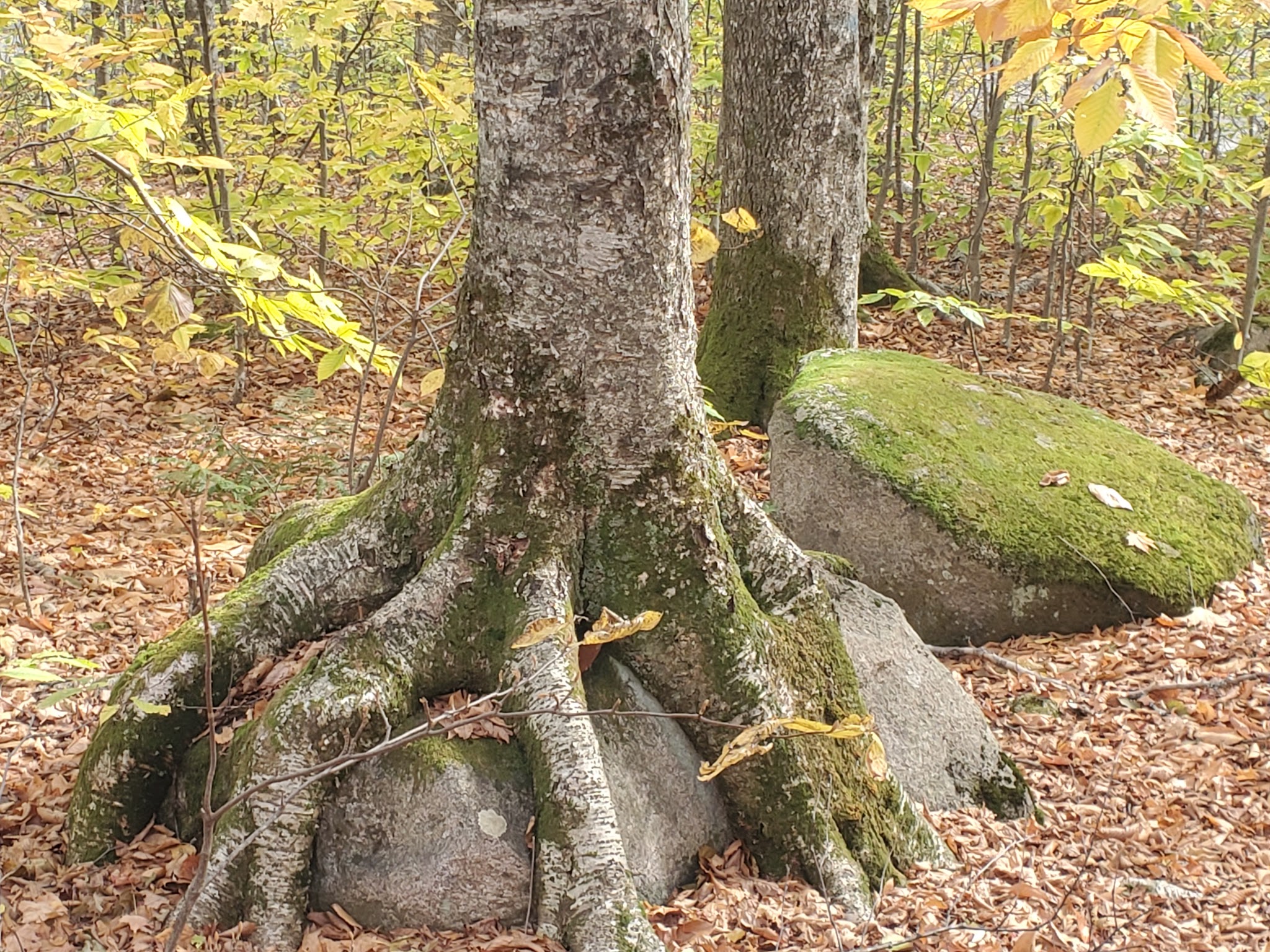 Lafayette Place Campground