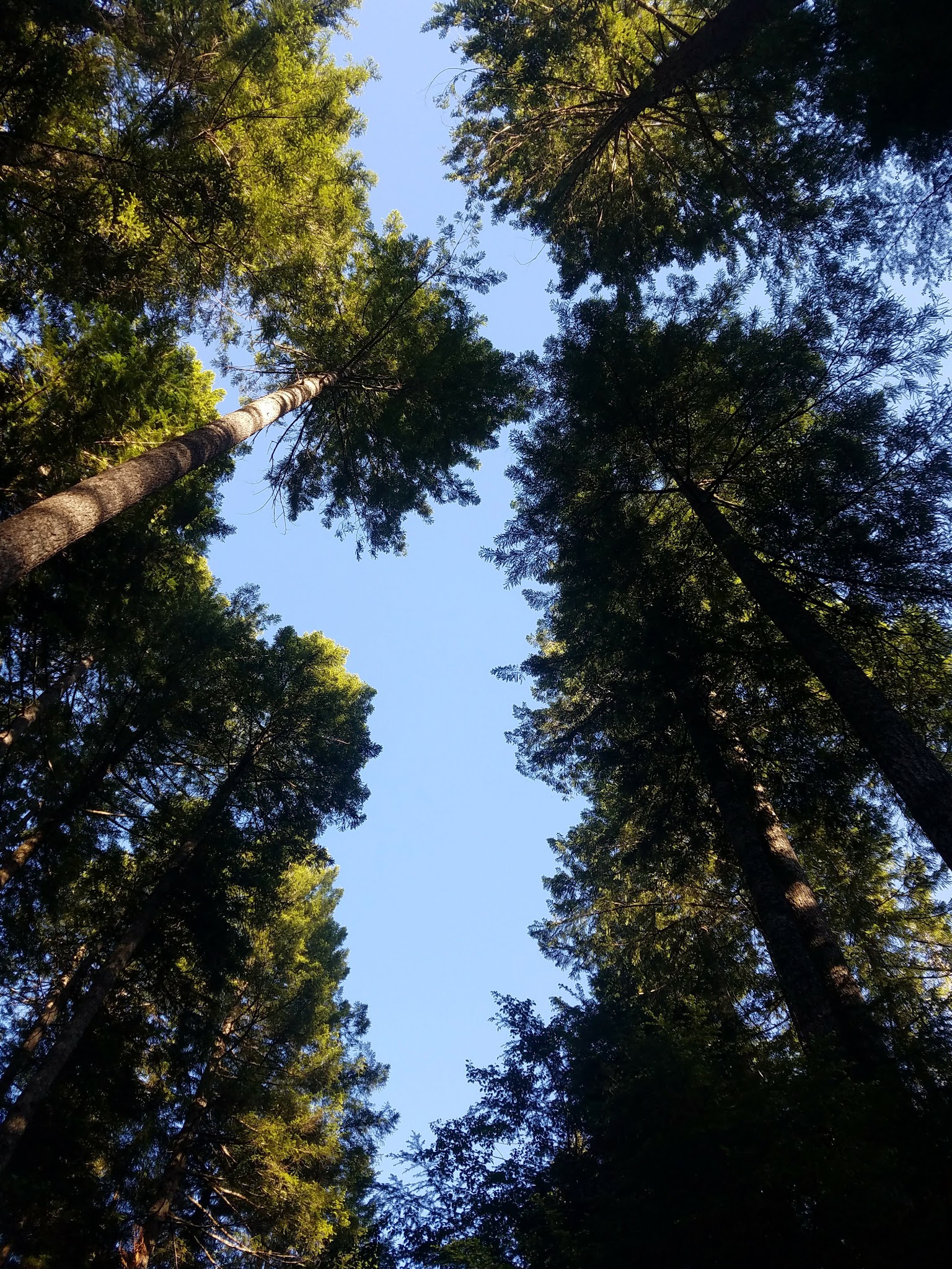 Laird Lake Campground