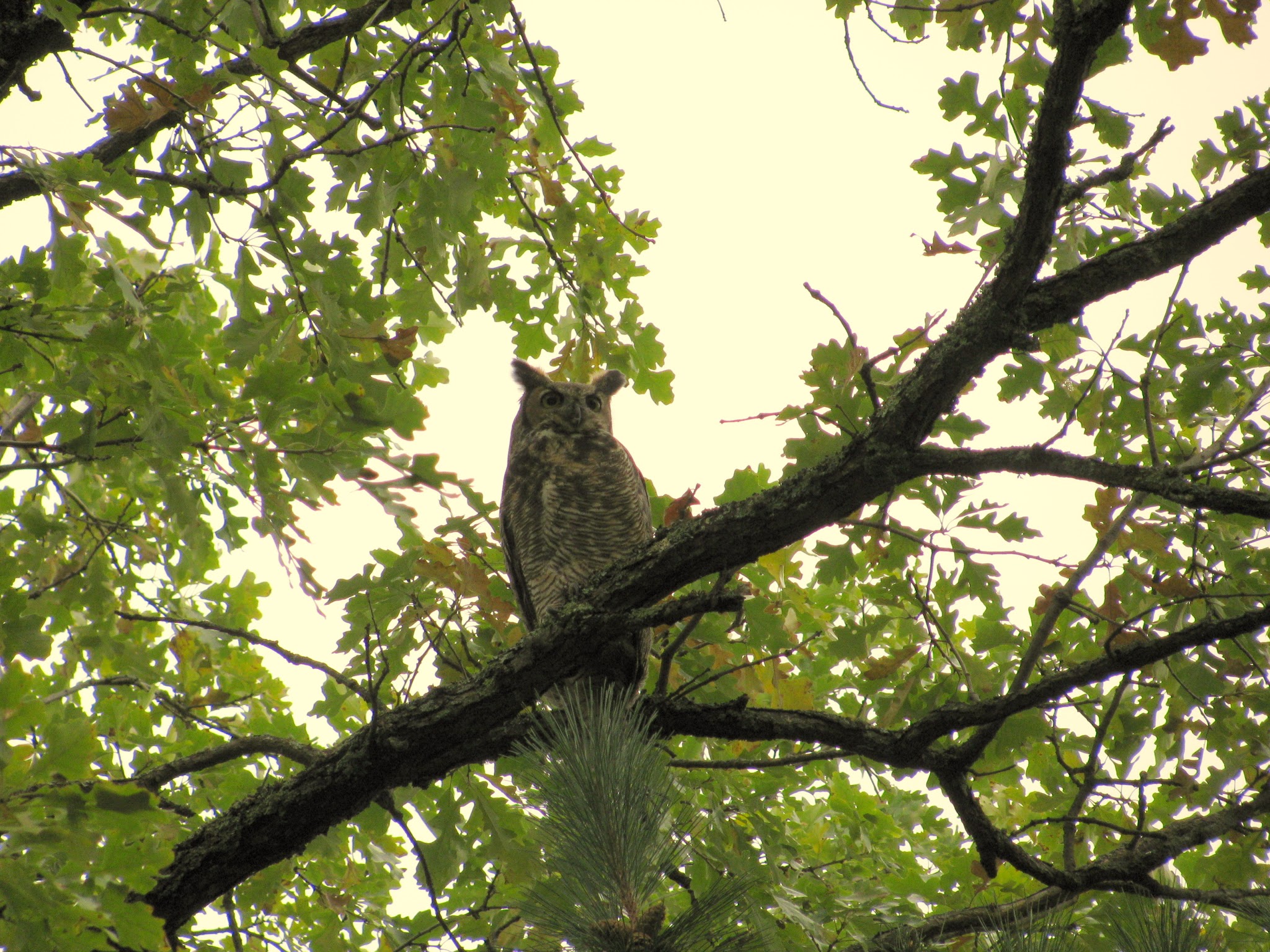 Track Chair Campground