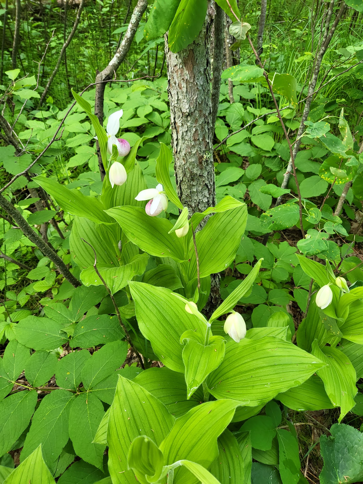 Track Chair Campground