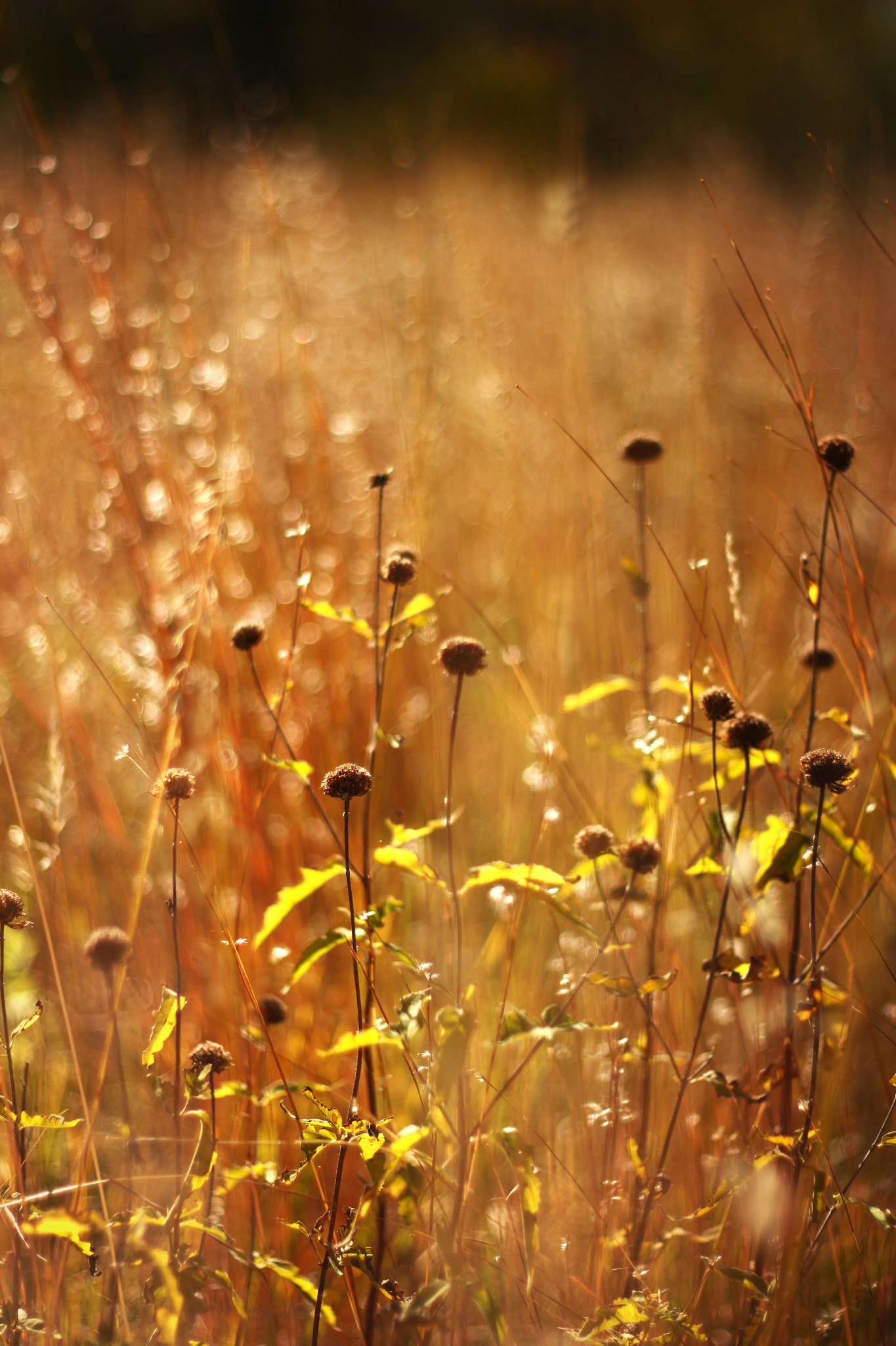 Camper Cabins Campground