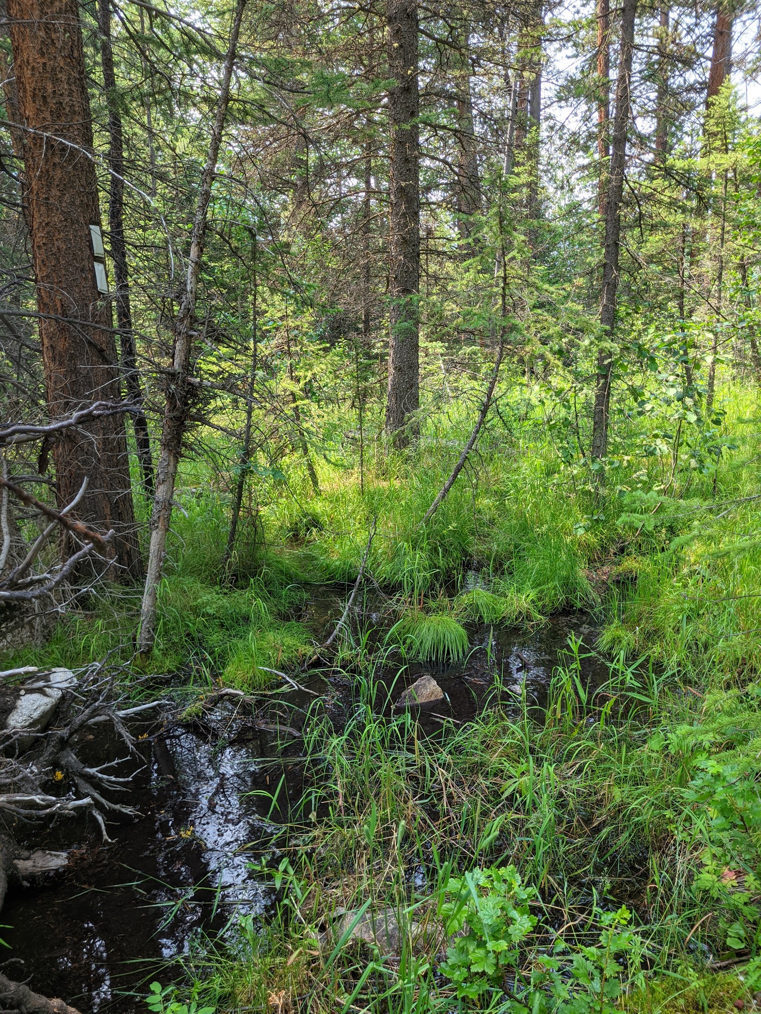 Lake Creek Campground