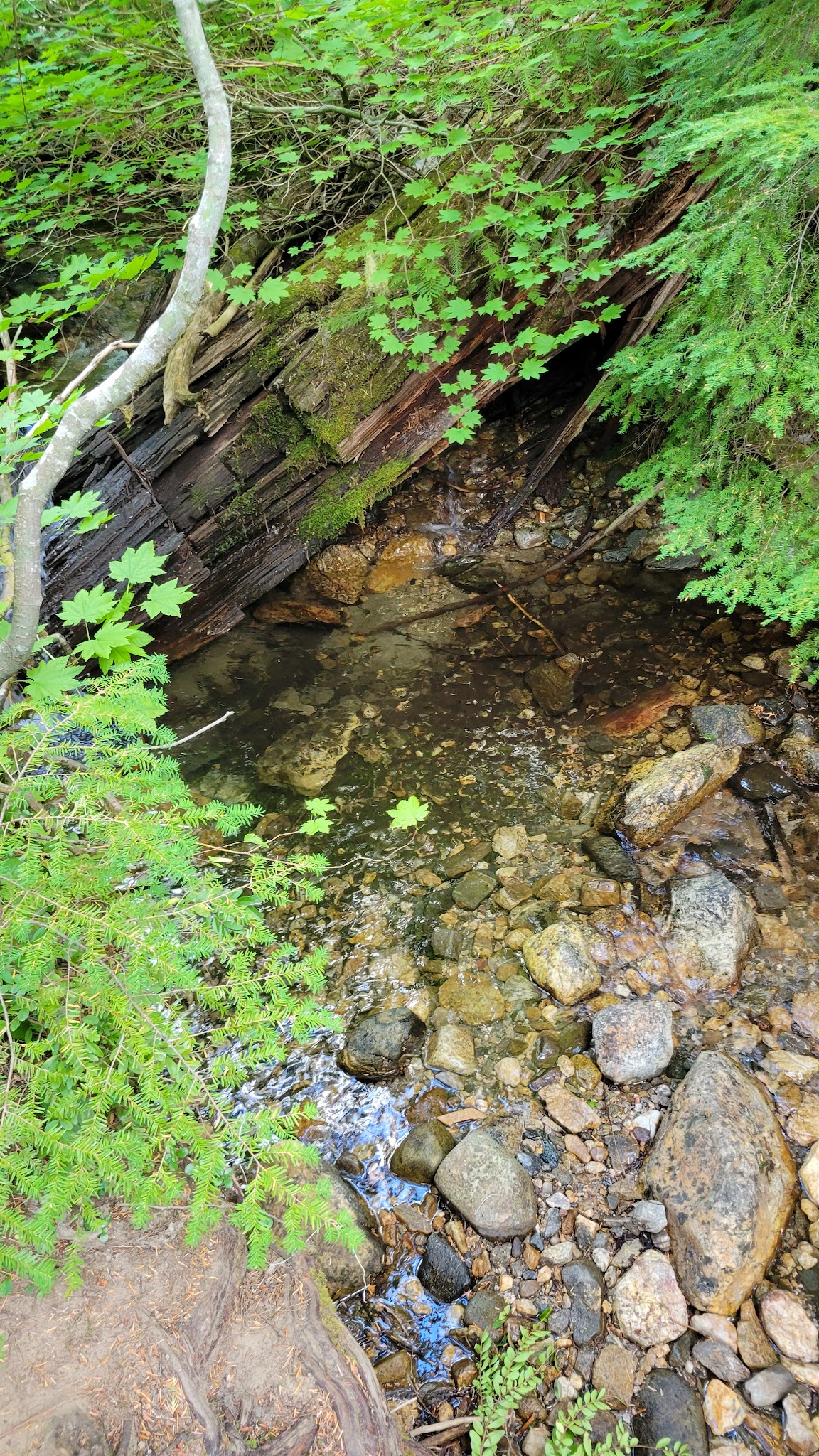 Lake Creek Campground - Little Wenatchee River