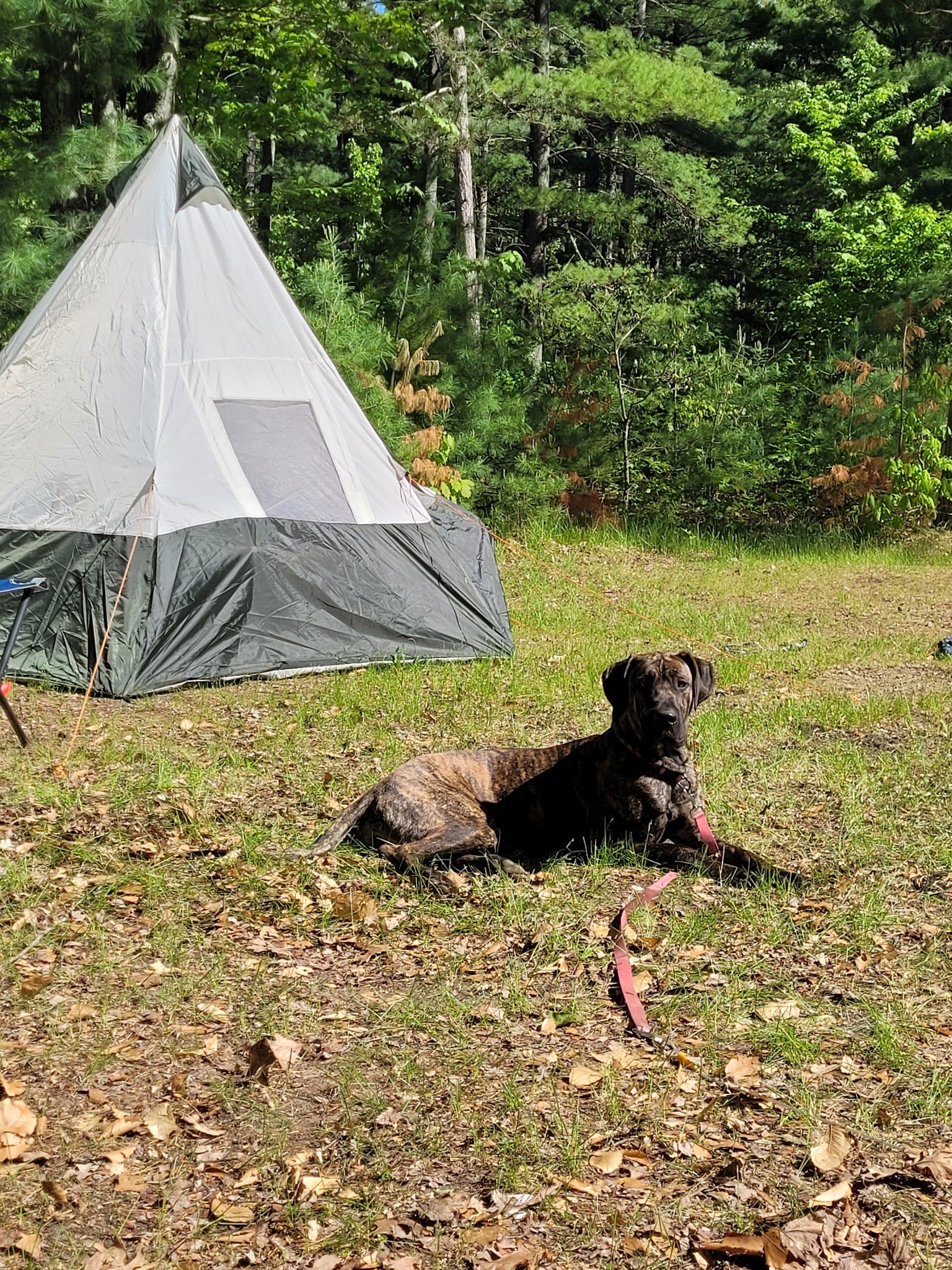 Lake Dubonnet State Forest Campground