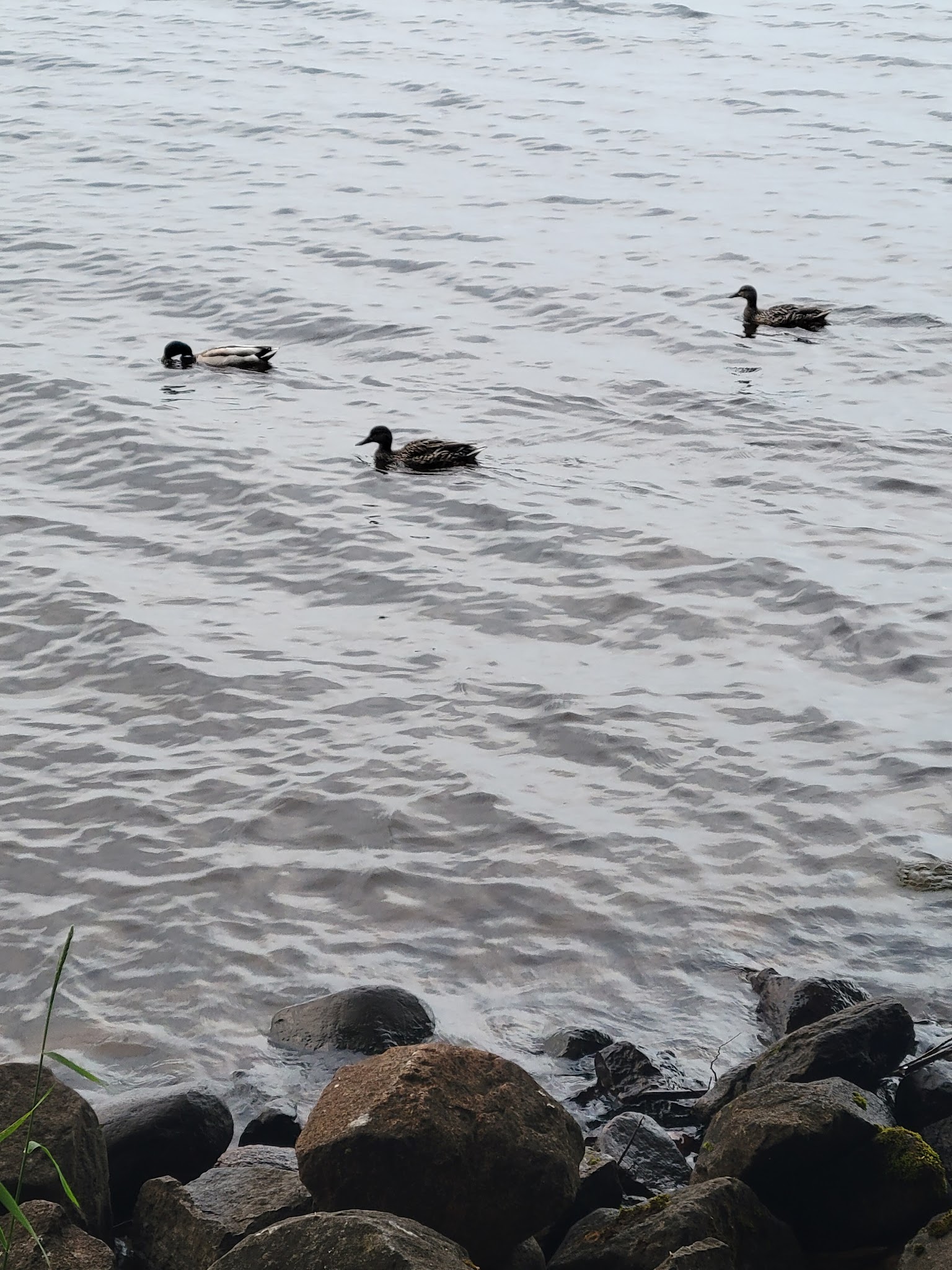 Lake Gogebic Campground
