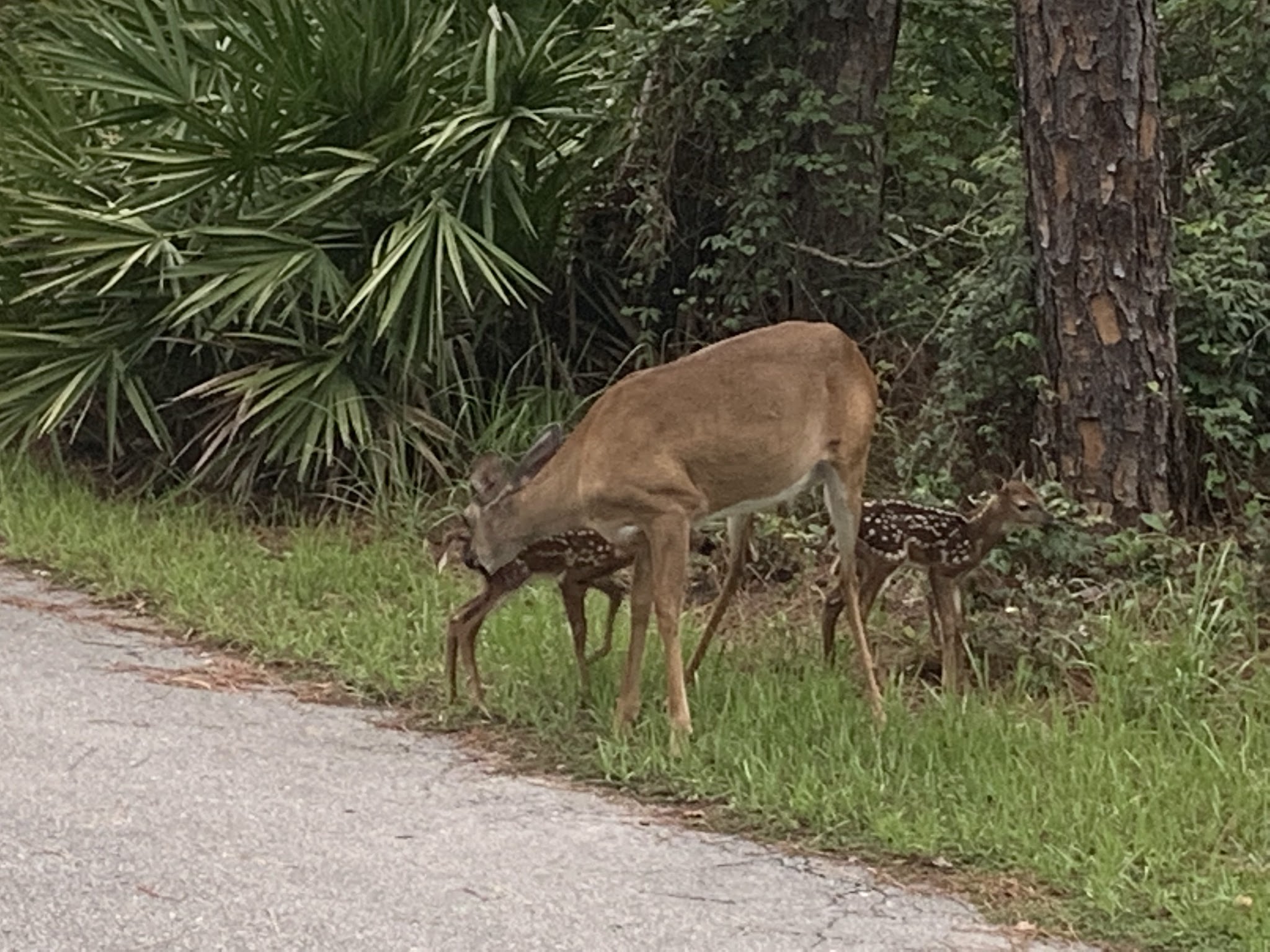 Lake Kissimmee State Park Campground
