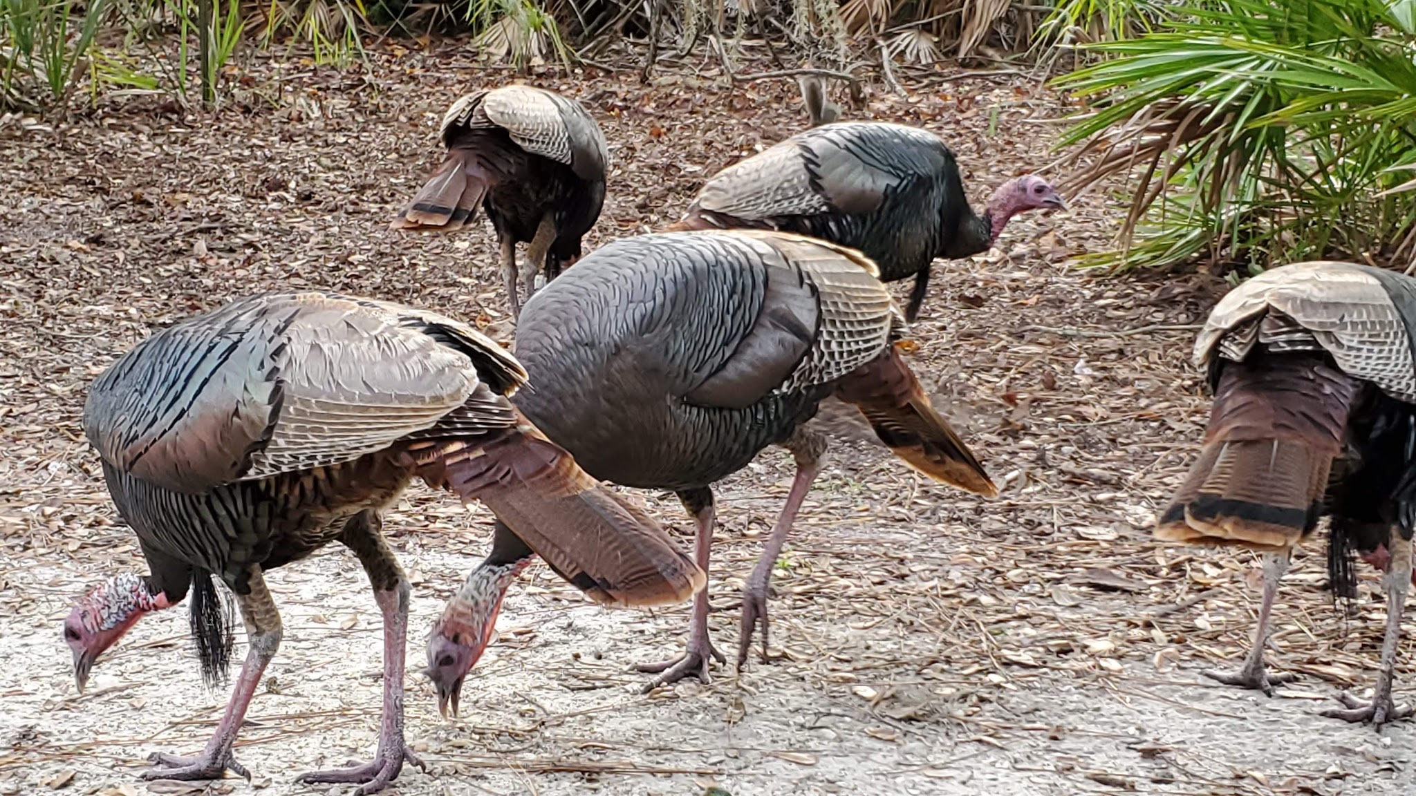 Lake Kissimmee State Park Campground