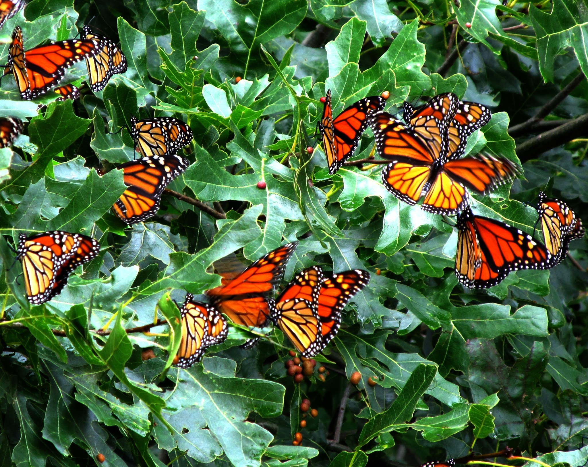 Equestrian - Horse Required Campground