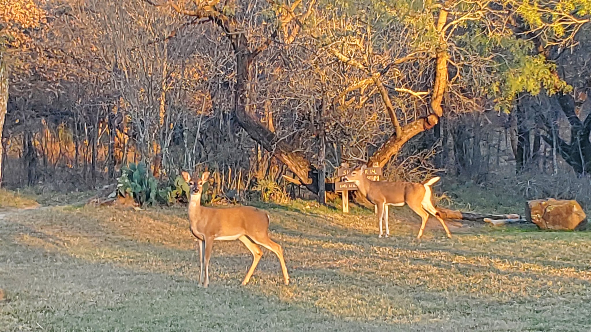 Lake Mineral Wells State Park And Trailway