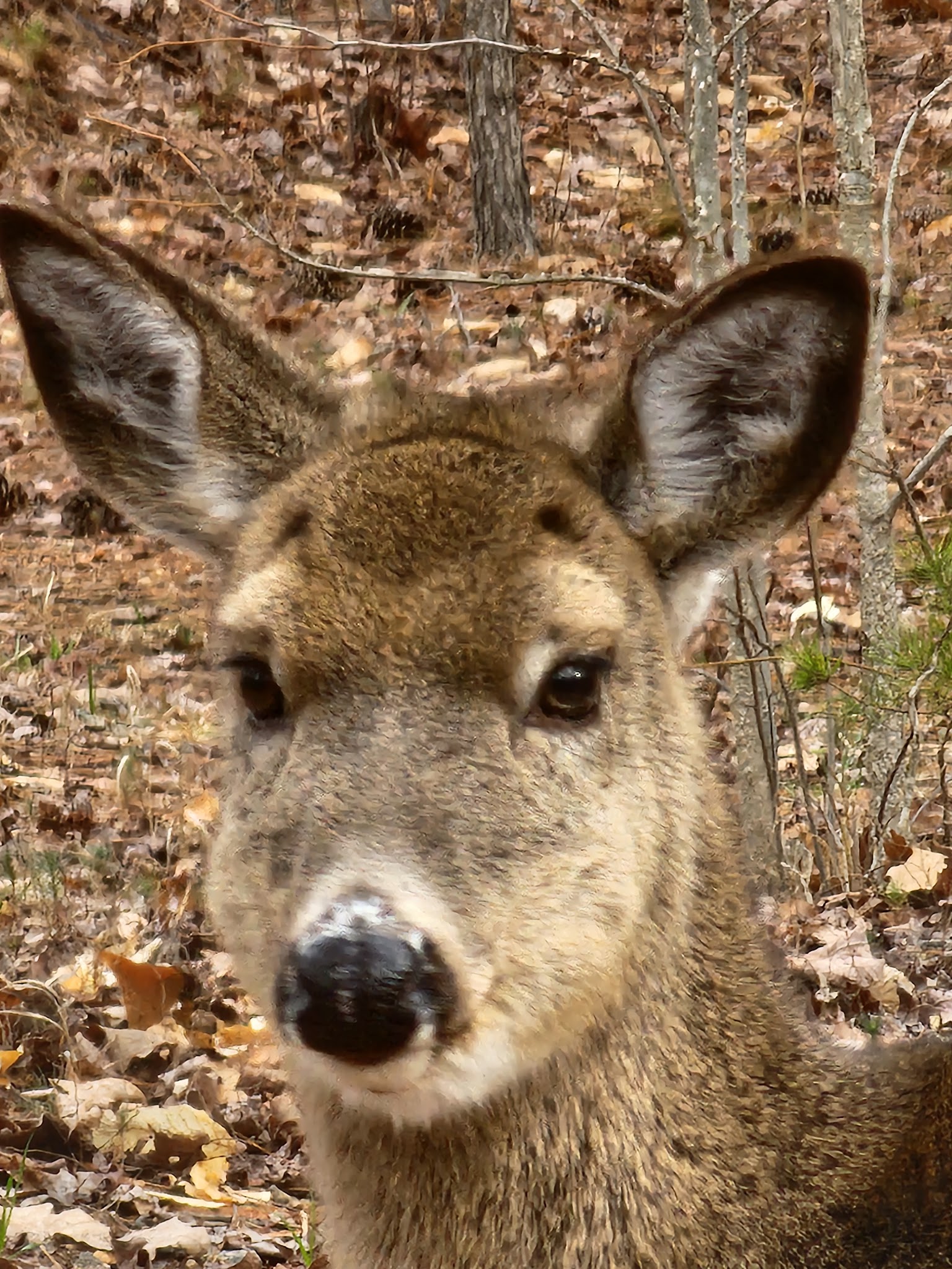 Lake Norman State Park