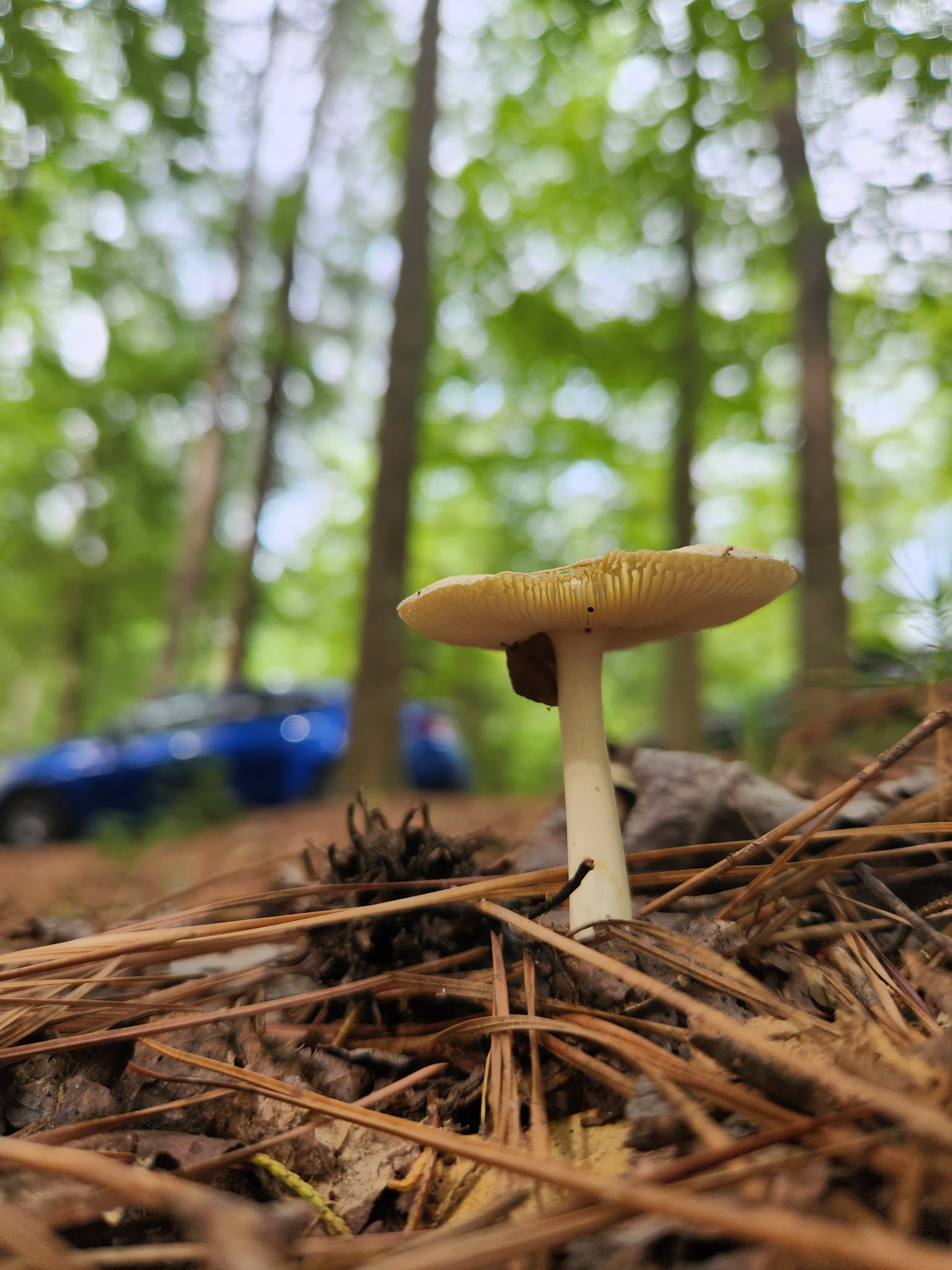 Lake Norman State Park