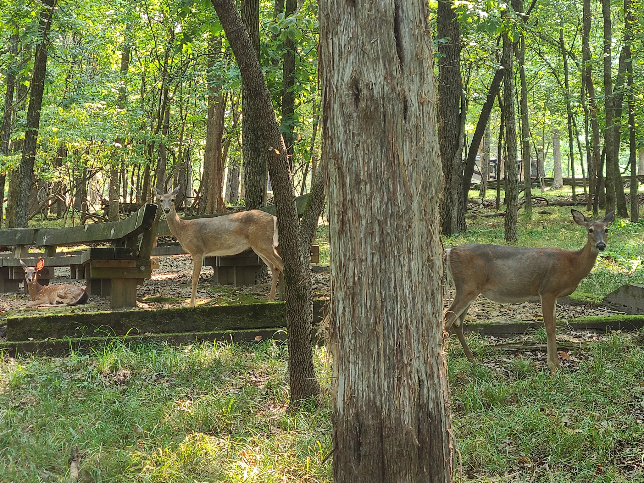 Lake Of The Ozarks State Park Campground