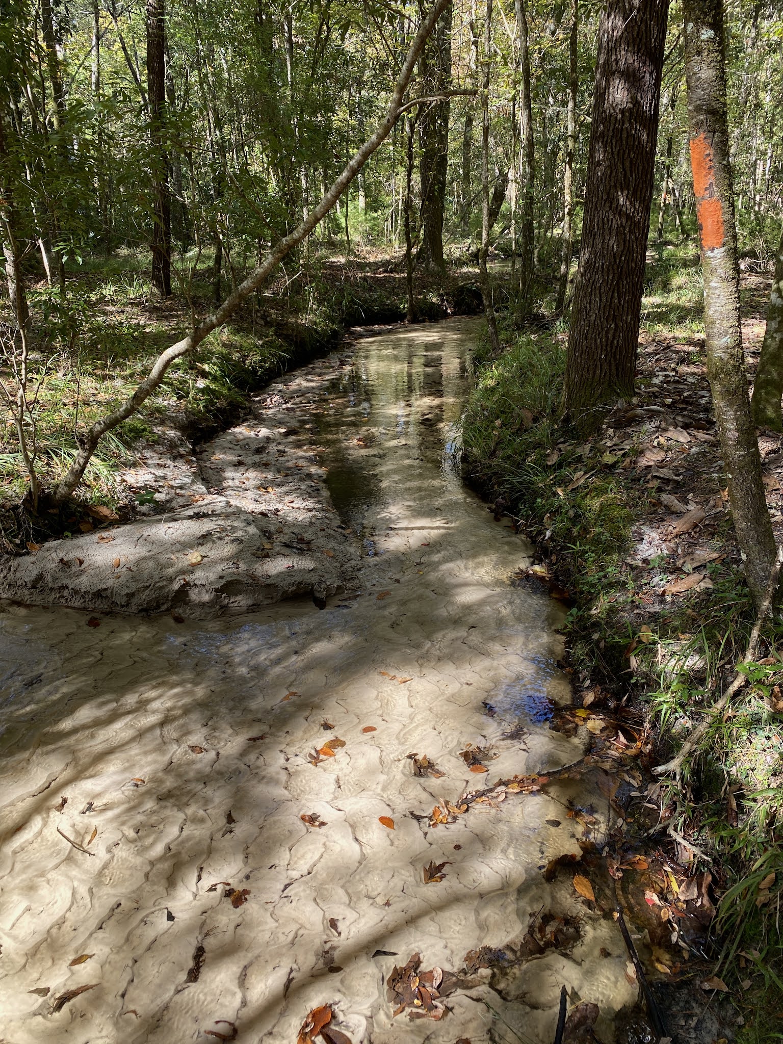 Ft. Braden Primitive Campsites Lake Talquin State Forest