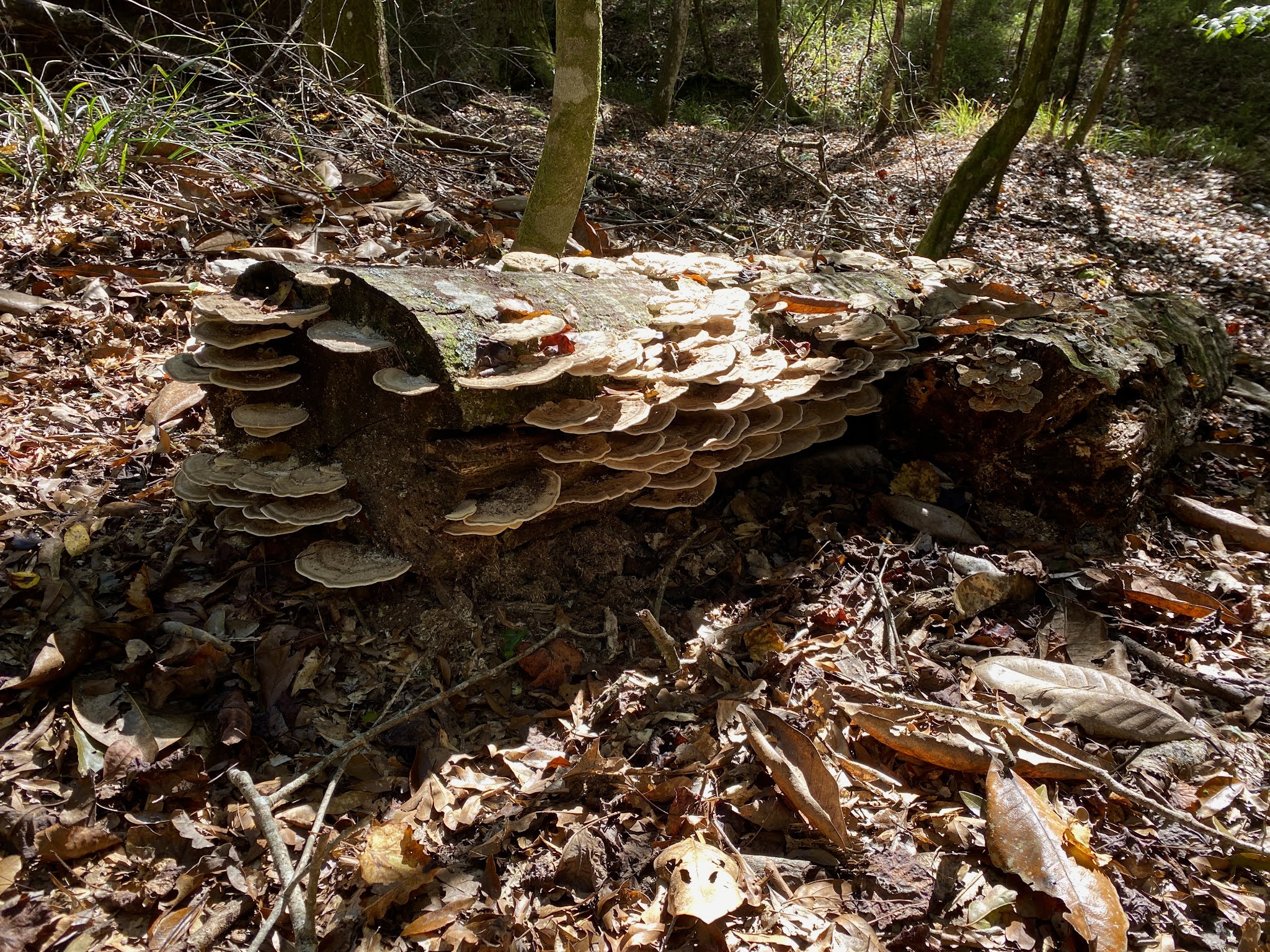 Ft. Braden Primitive Campsites Lake Talquin State Forest