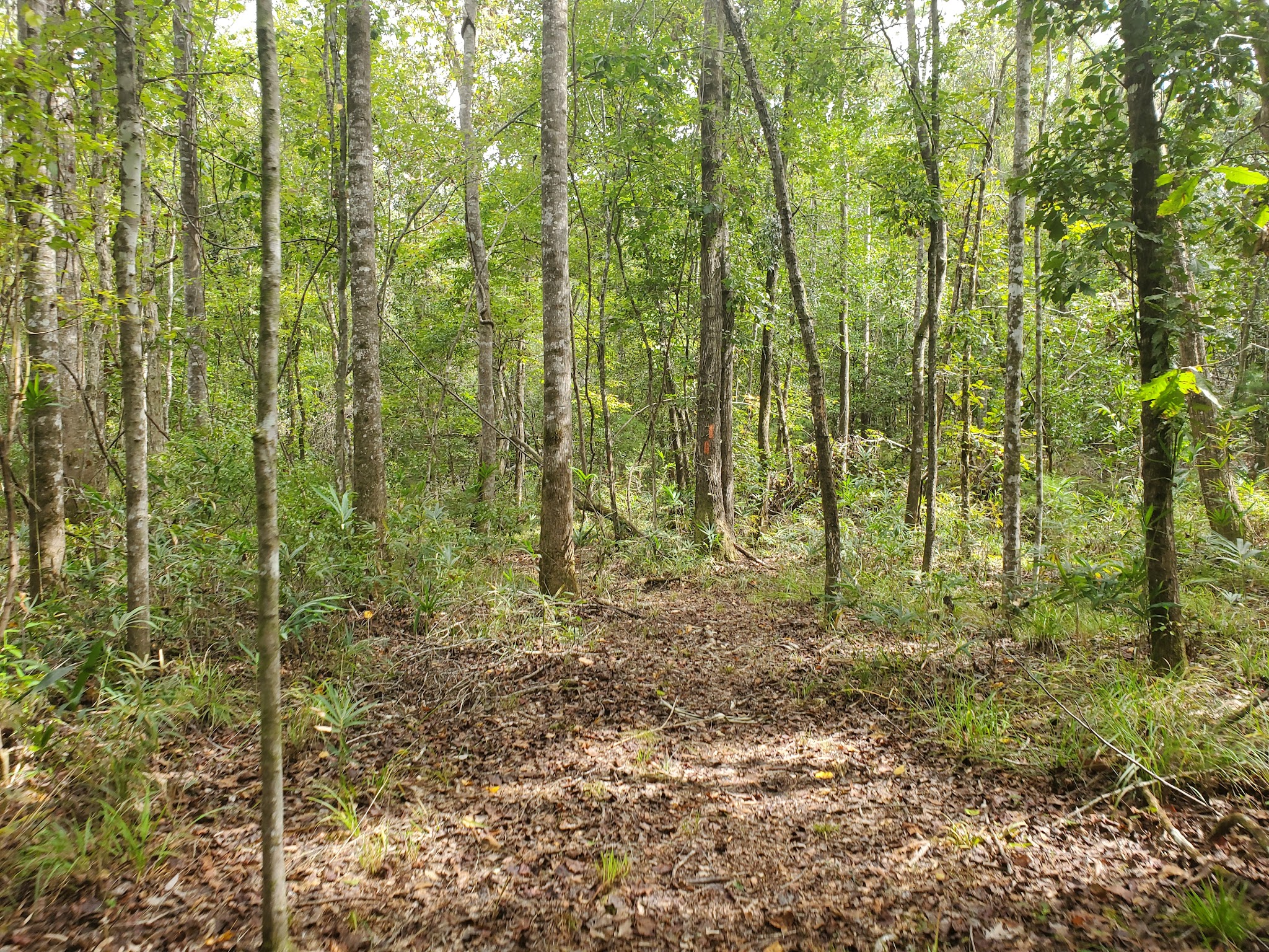 Ft. Braden Primitive Campsites Lake Talquin State Forest