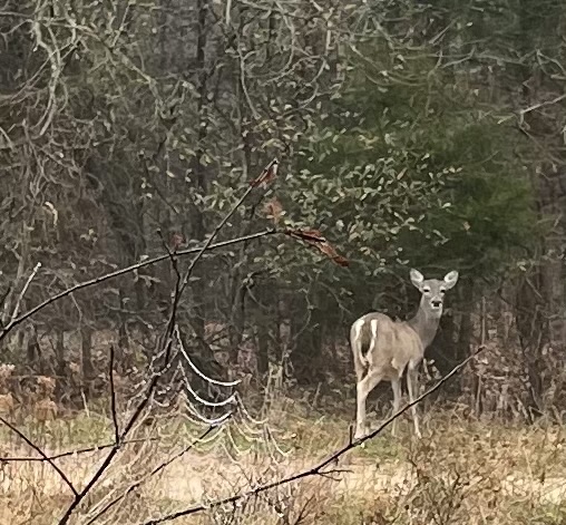 Lake Tawakoni State Park