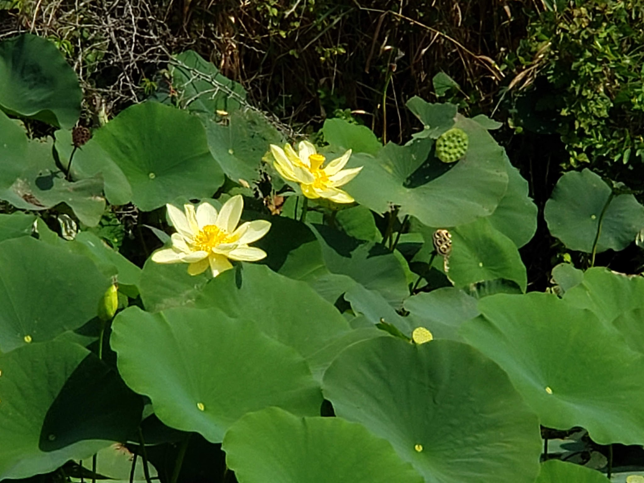 Lake Of Three Fires State Park