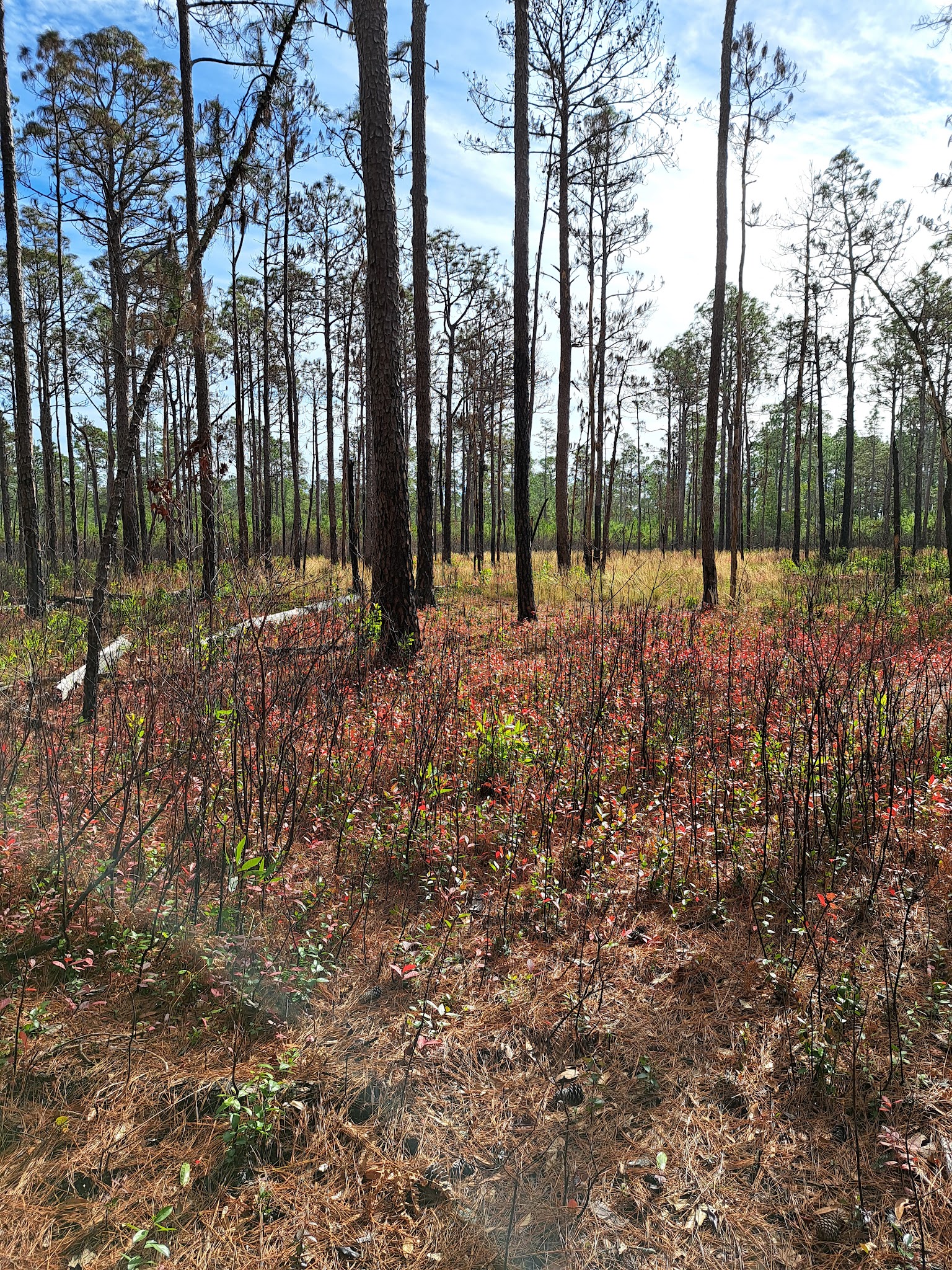 Lake Waccamaw State Park