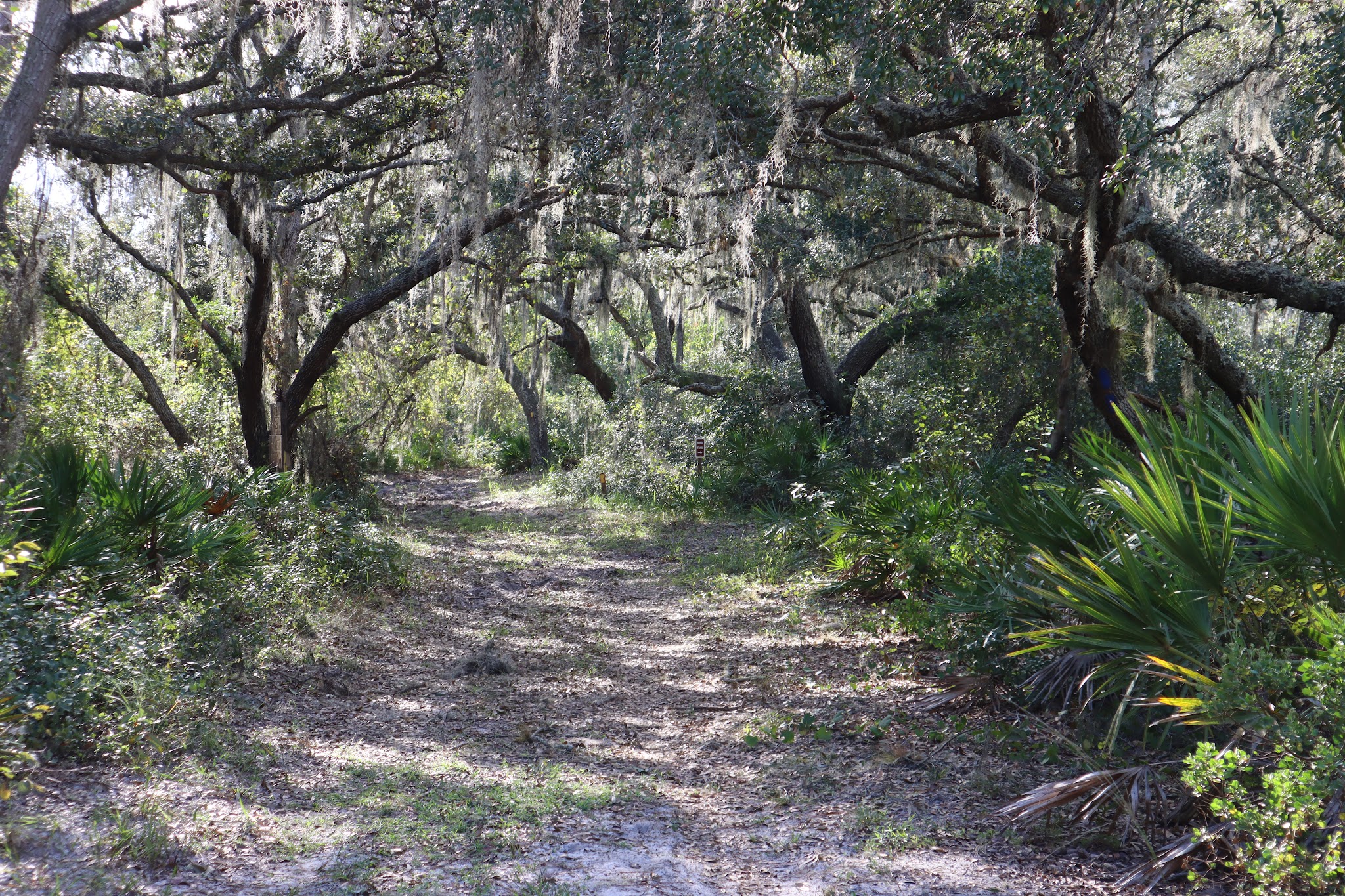 Walk In The Water Campground Lake Wales Ridge State Forest