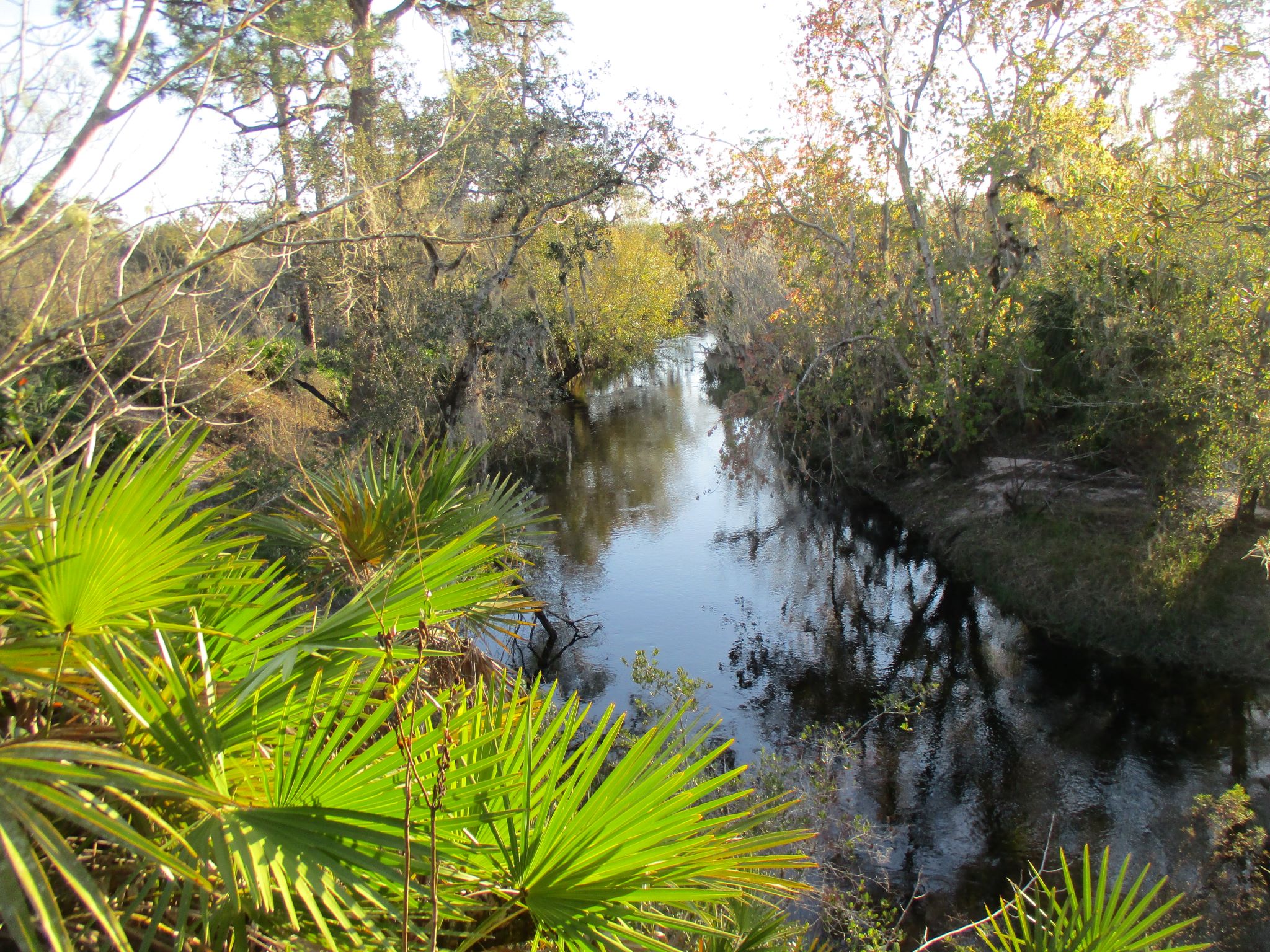 Arbuckle Primitive Hike-In Campsites Lake Wales Ridge State Forest