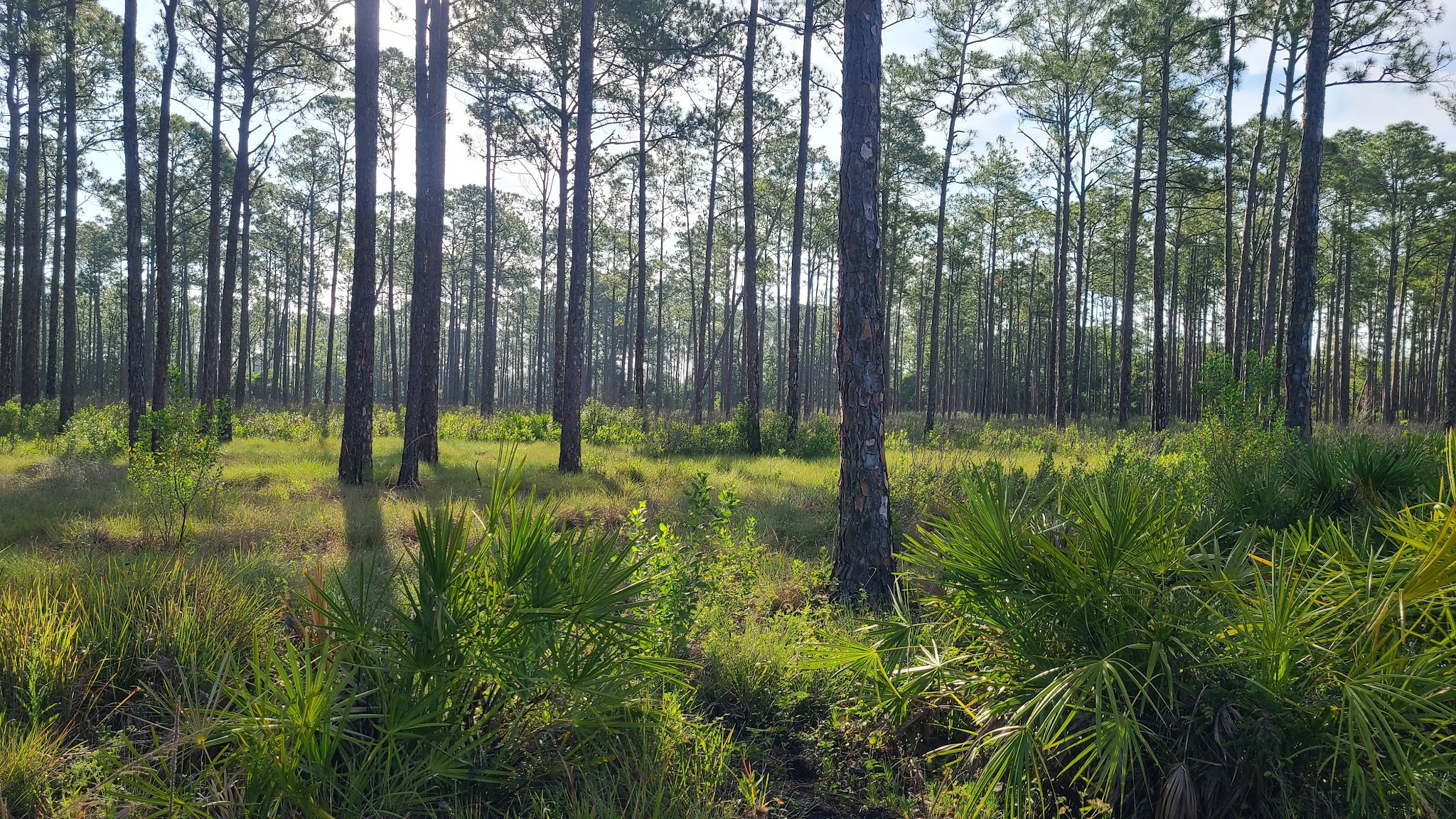 Arbuckle Primitive Hike-In Campsites Lake Wales Ridge State Forest