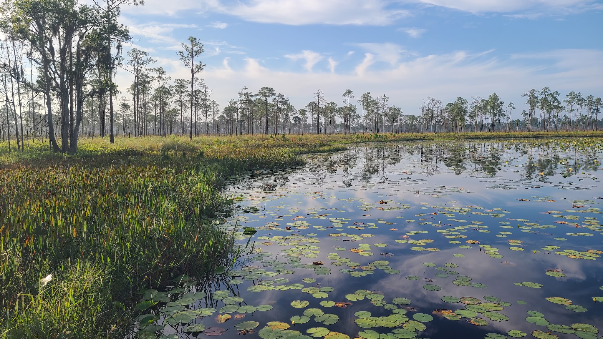Walk In The Water Primitive Hike-In Campsites Lake Wales Ridge State Forest  