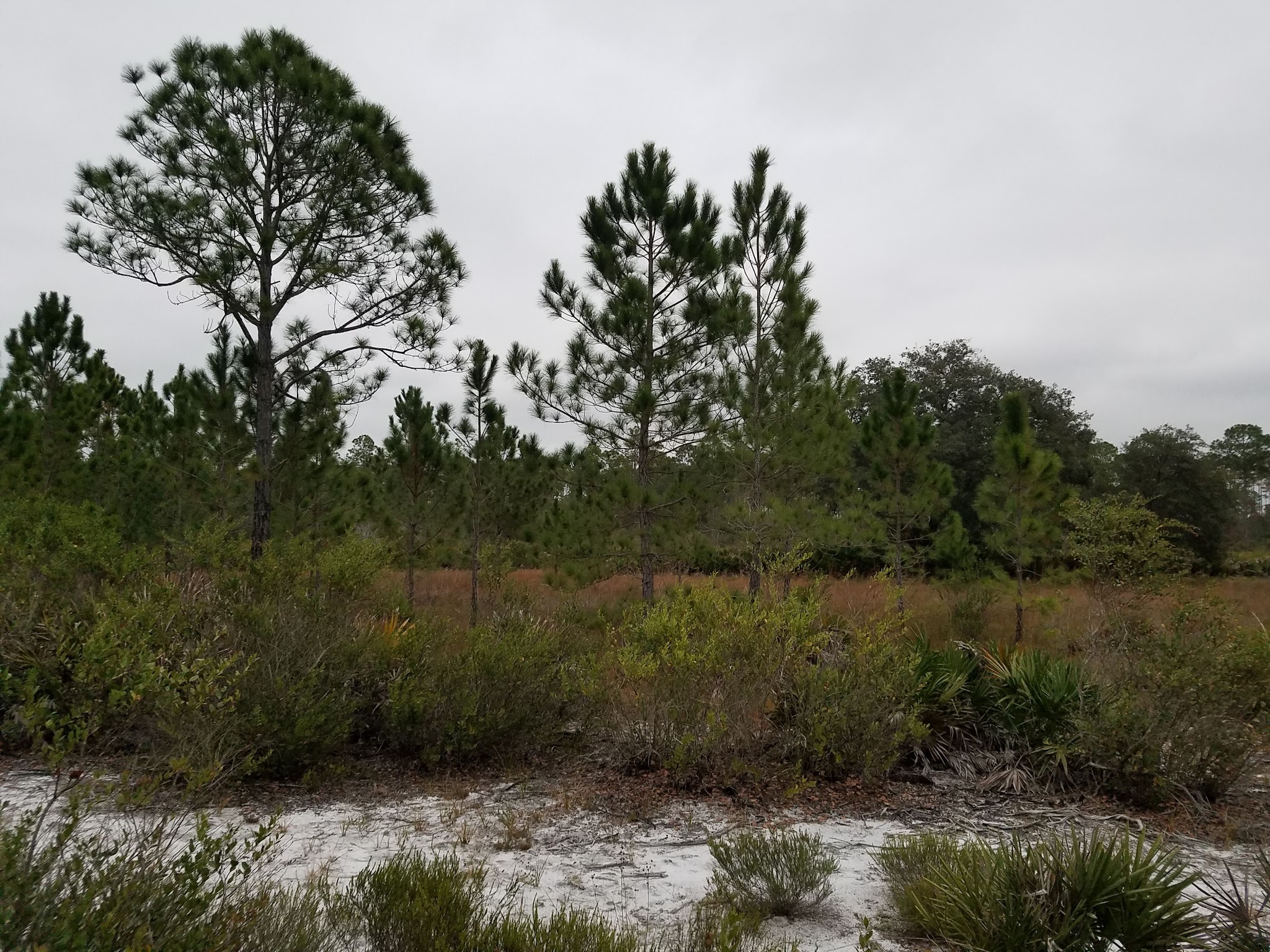 Walk In The Water Primitive Hike-In Campsites Lake Wales Ridge State Forest  