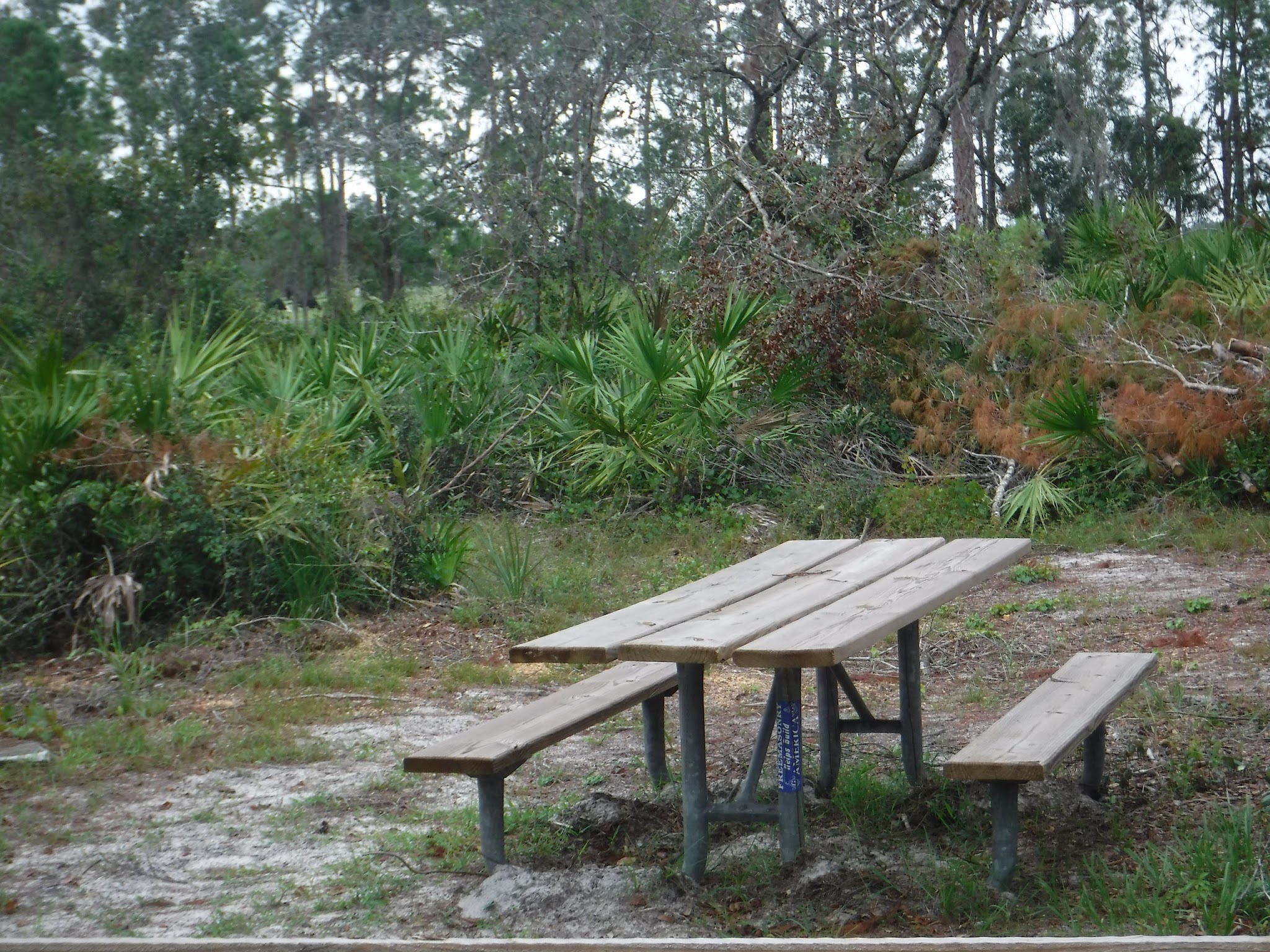 Livingston Creek Campground Lake Wales Ridge State Forest 