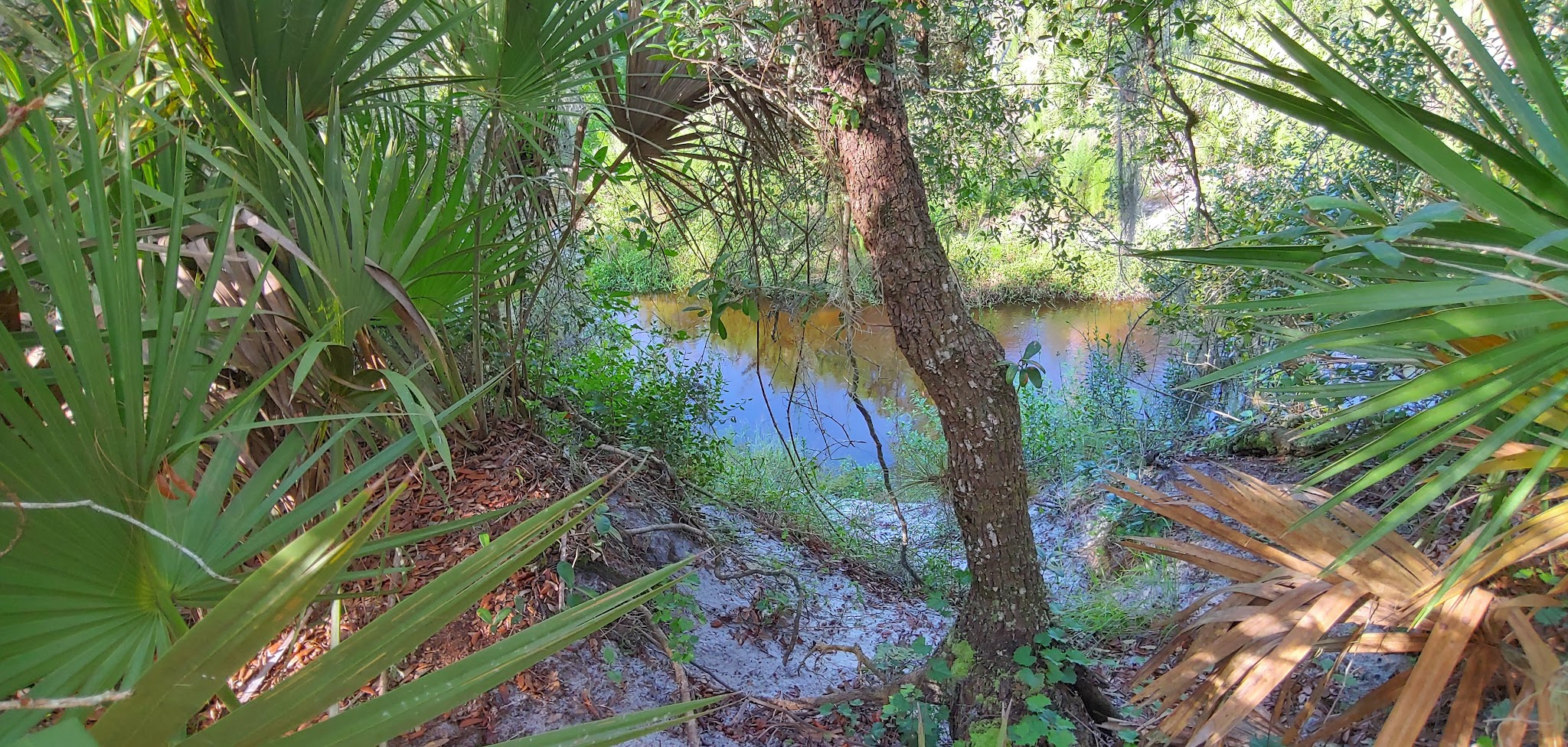 Livingston Creek Campground Lake Wales Ridge State Forest 