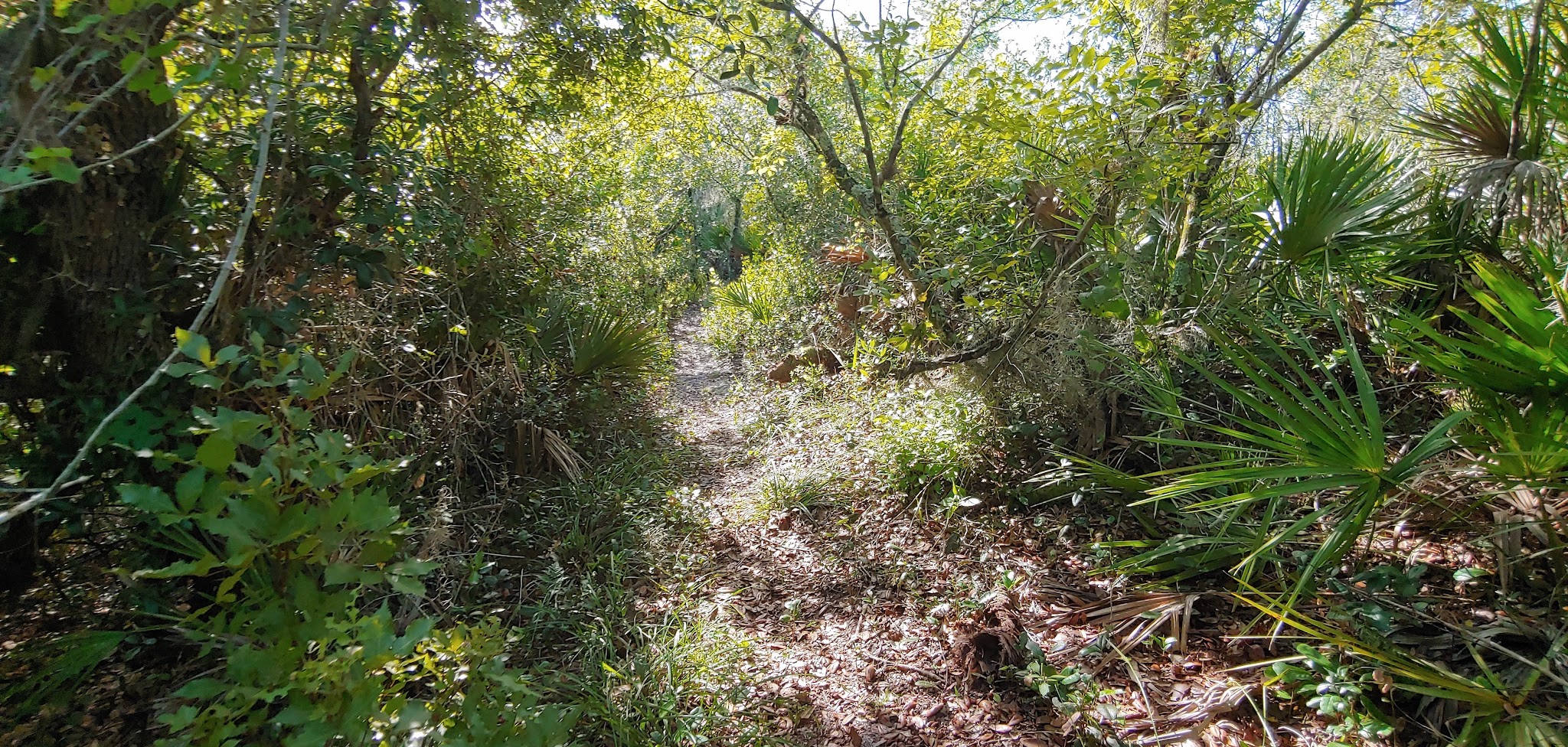 Livingston Creek Campground Lake Wales Ridge State Forest 