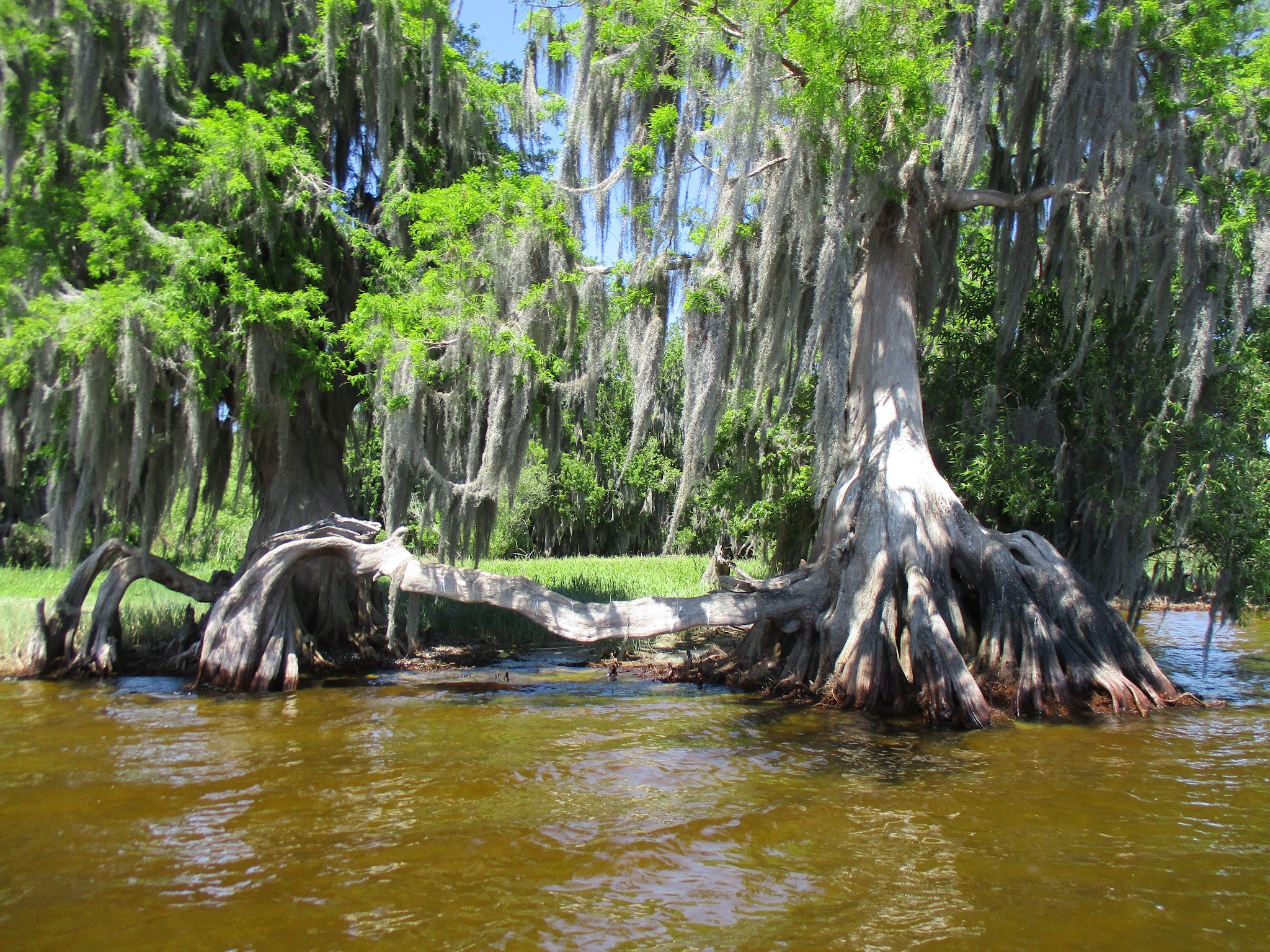 Walk In The Water Primitive Hike-In Campsites Lake Wales Ridge State Forest  