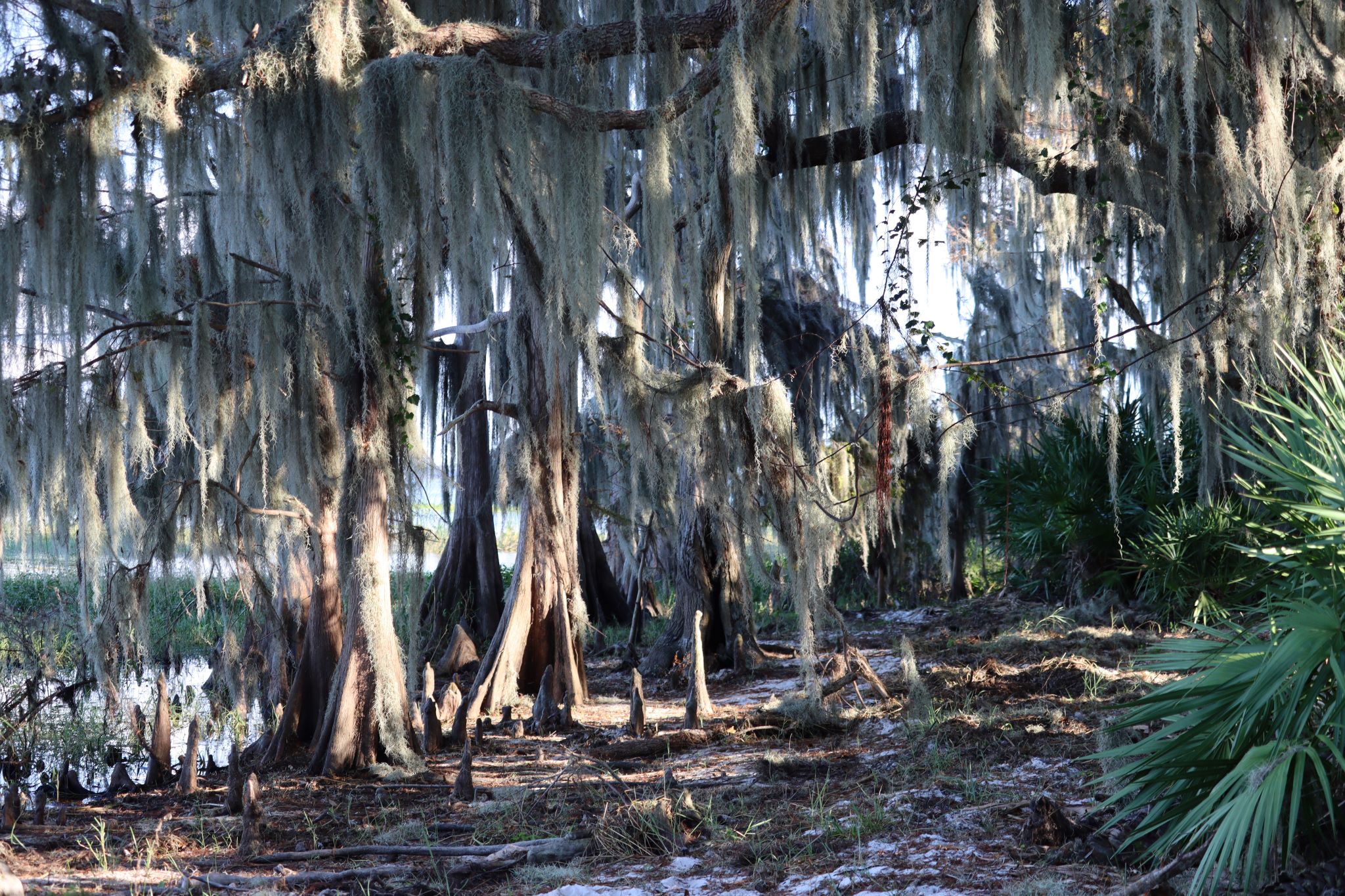 Arbuckle Primitive Hike-In Campsites Lake Wales Ridge State Forest
