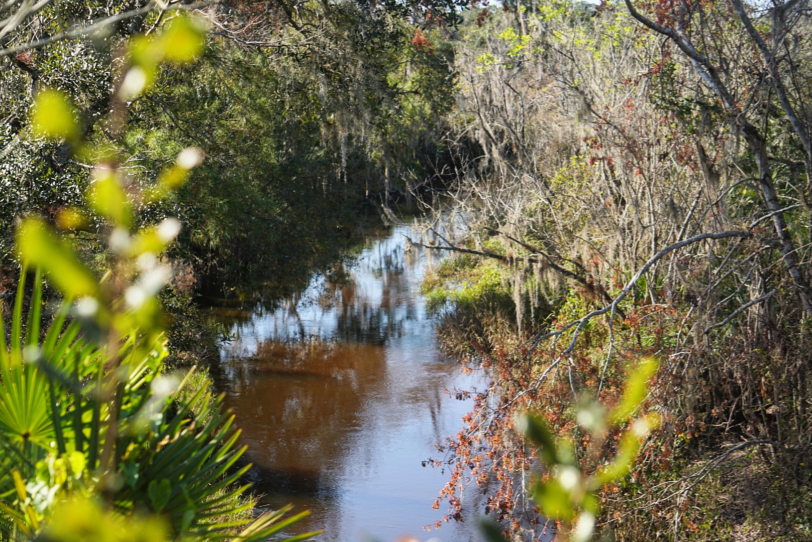 Livingston Creek Campground Lake Wales Ridge State Forest 