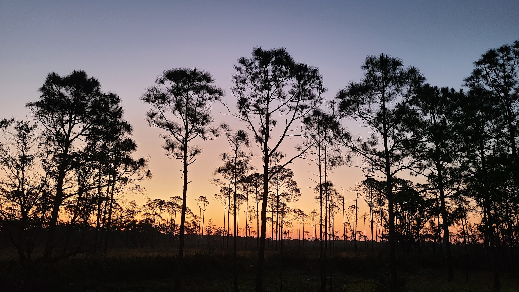 Arbuckle Primitive Hike-In Campsites Lake Wales Ridge State Forest