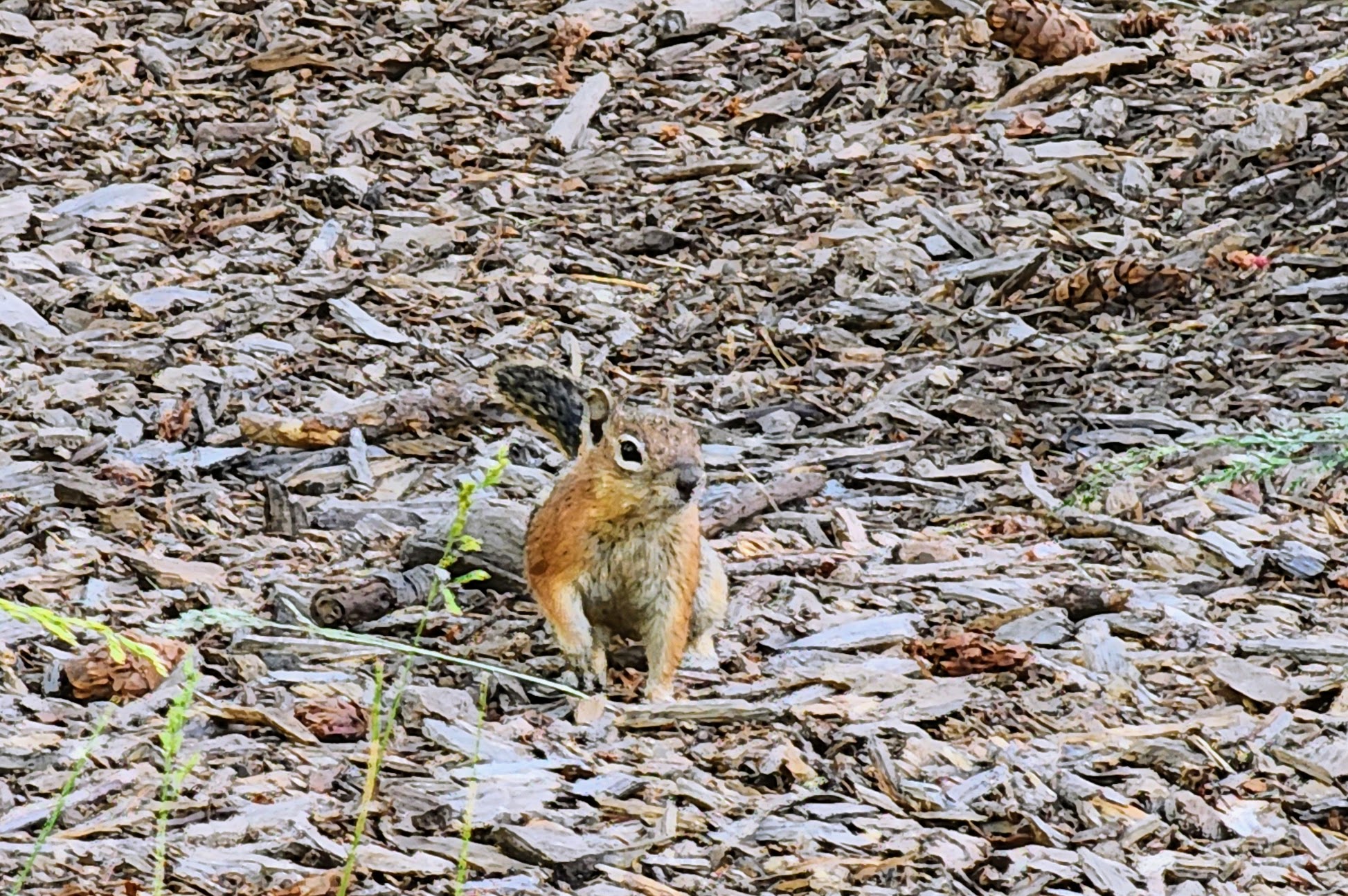 Tushar Lakeside Campground