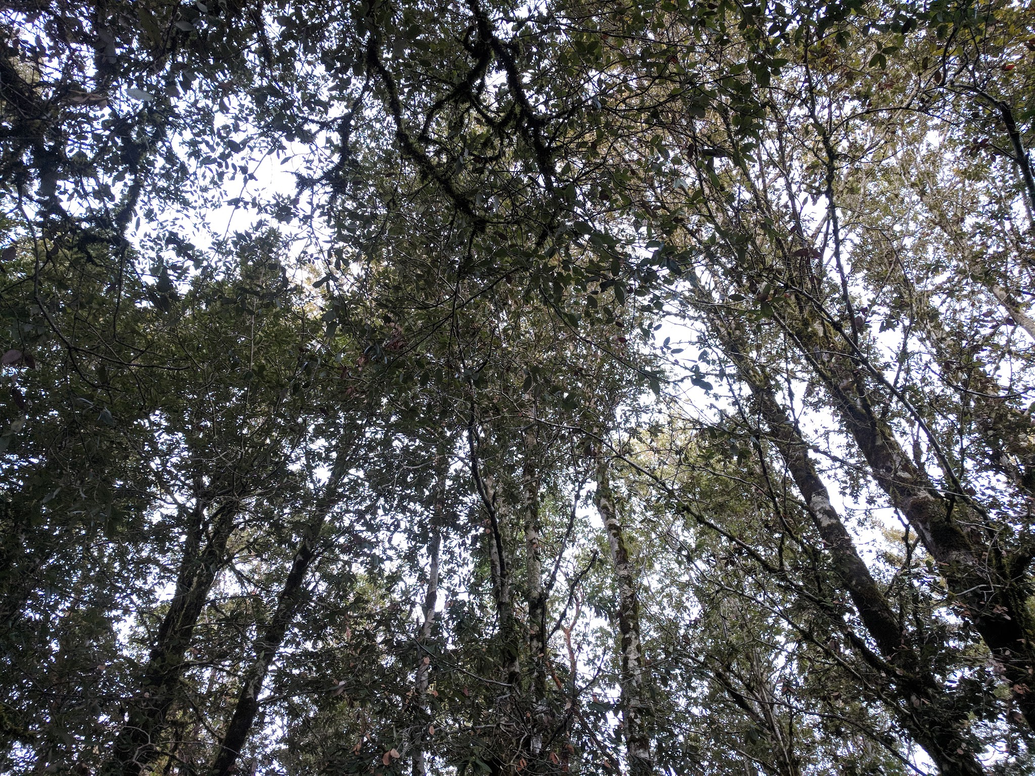 Lane Trail Campground