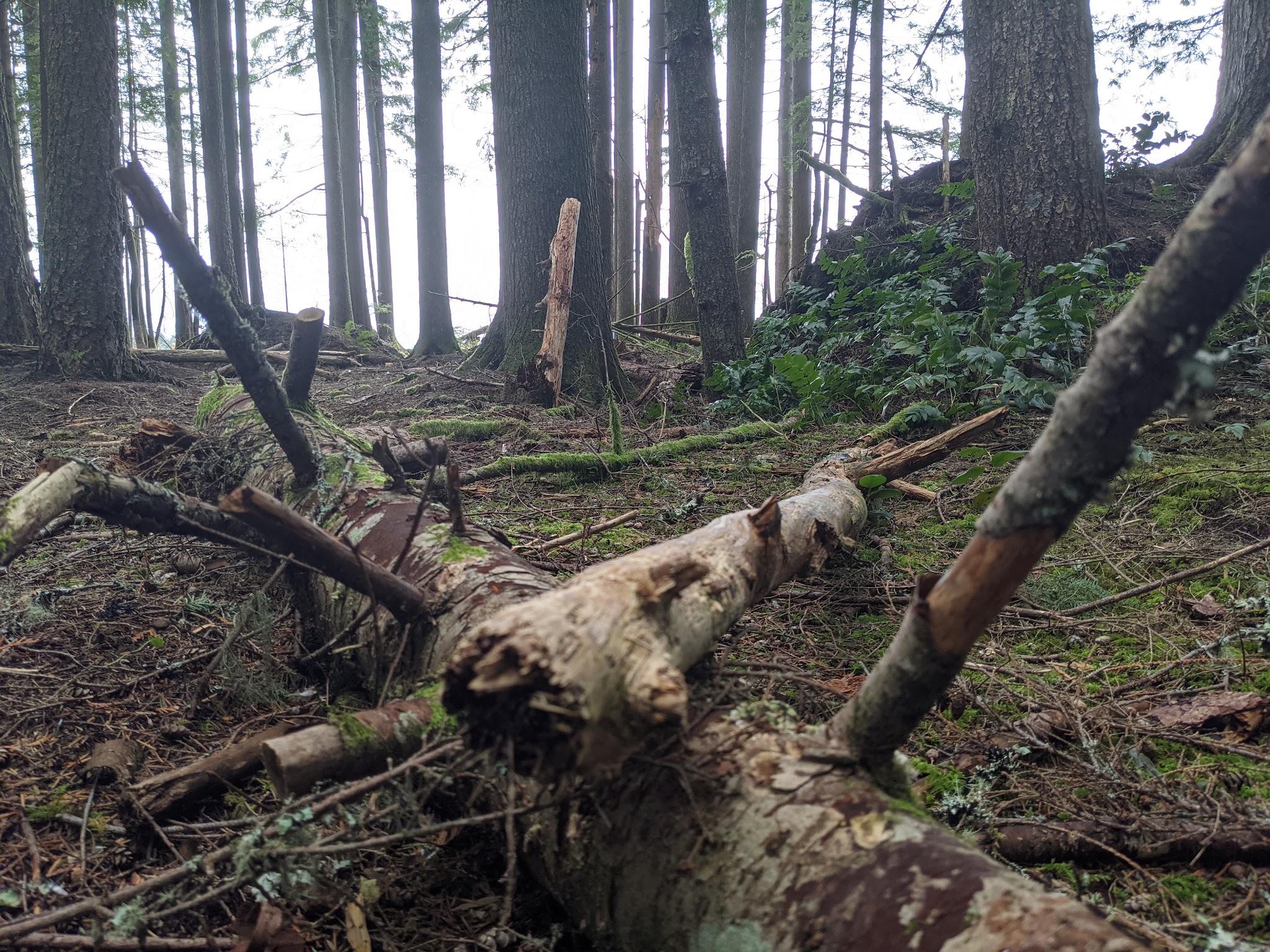 Larch Mountain Corridor Natural Sup Campground