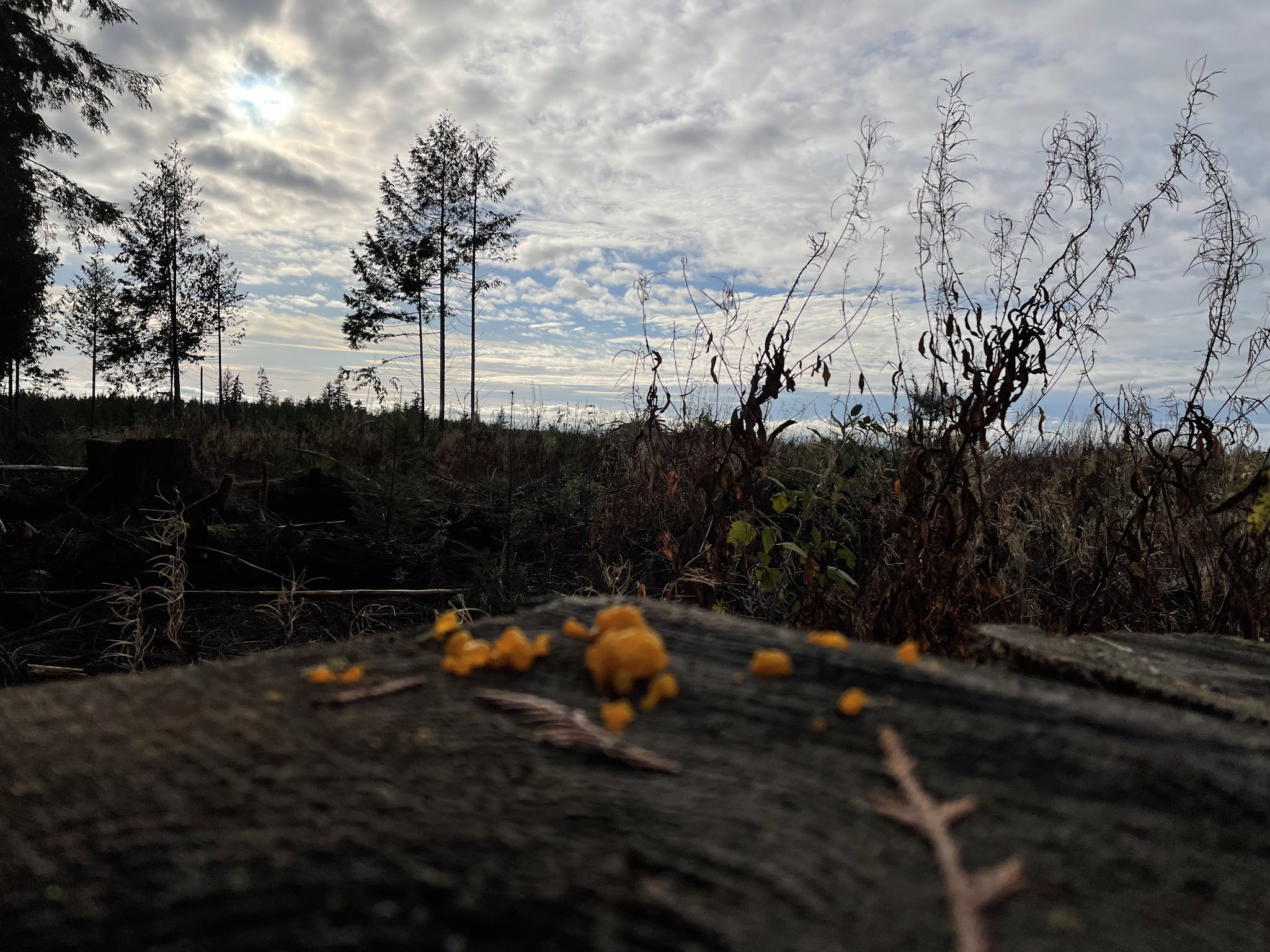 Larch Mountain Corridor Natural Sup Campground